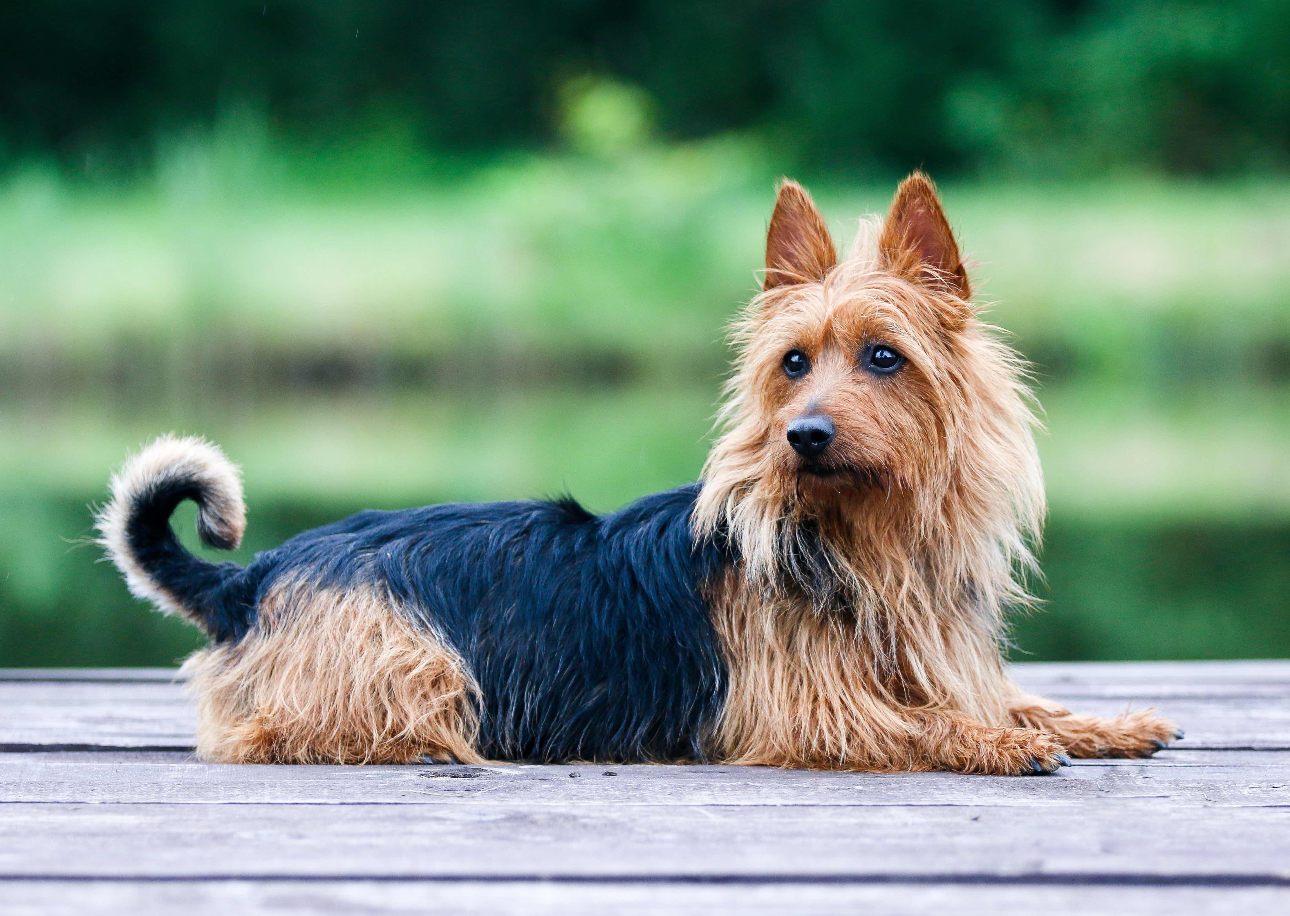 scruffy black and tan australian terrier lying on a wooden platform