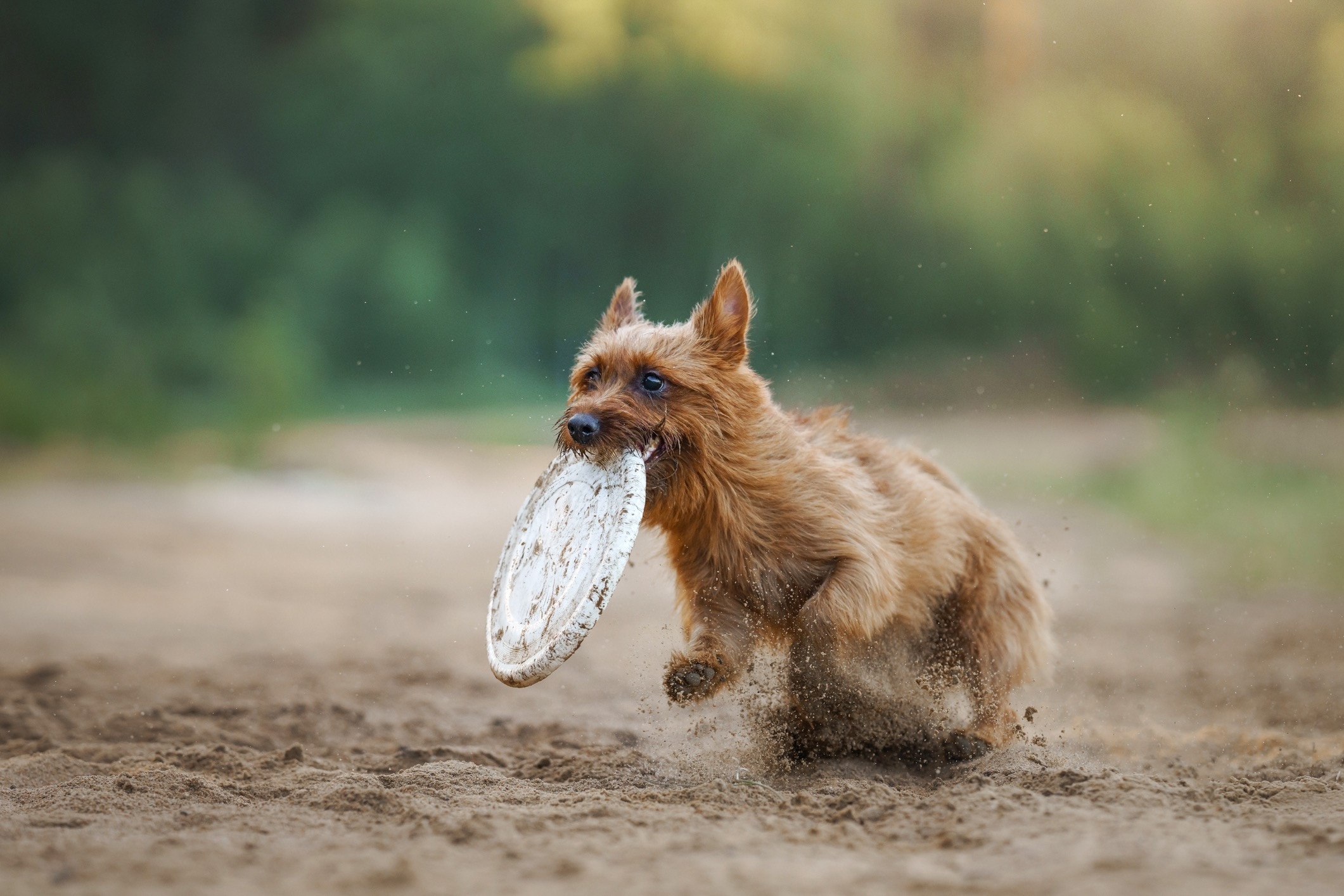 red australian terrier running in sand with a white frisbee in his mouth