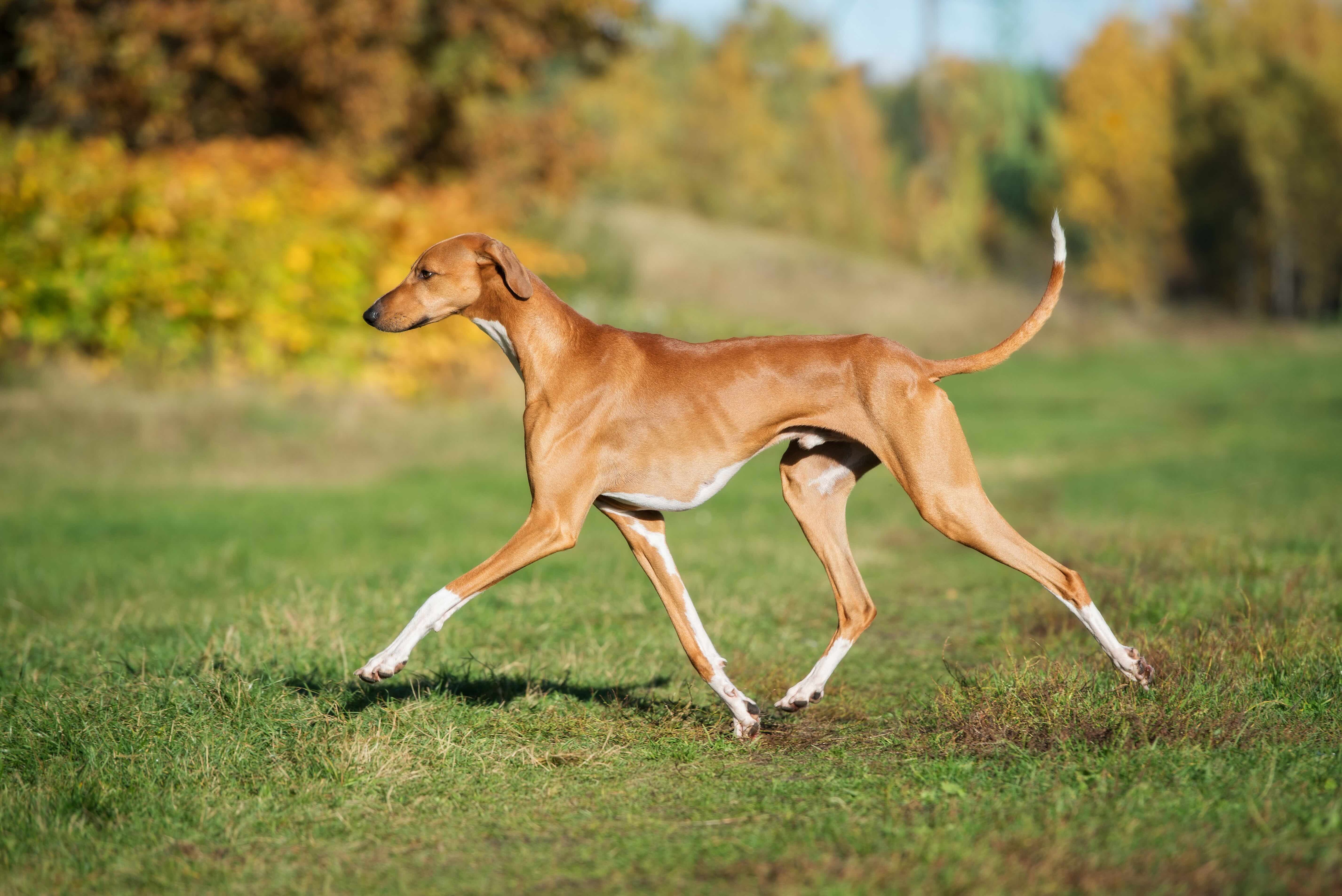 profile shot of an azawakh dog trotting across grass