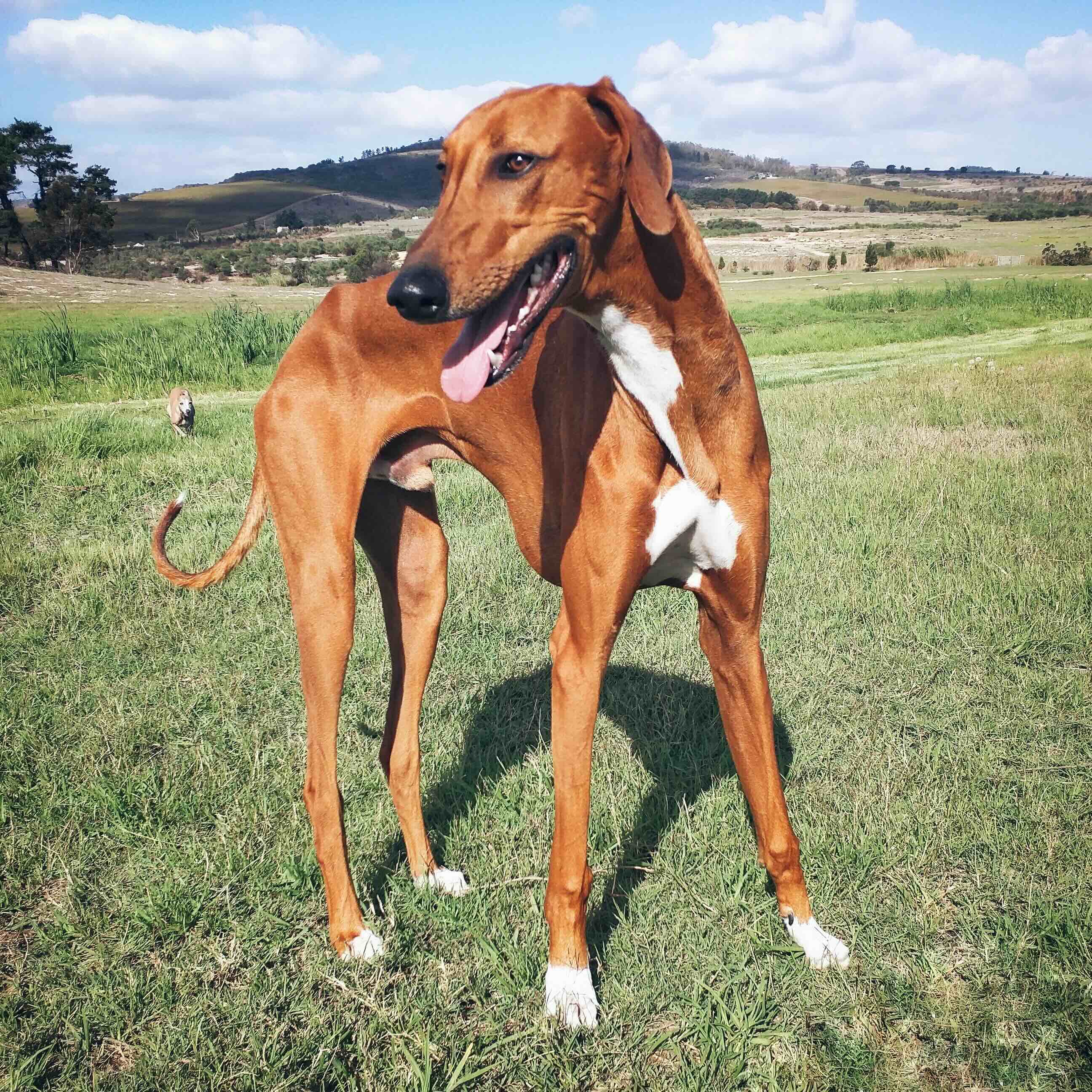 azawakh dog standing and panting in grass