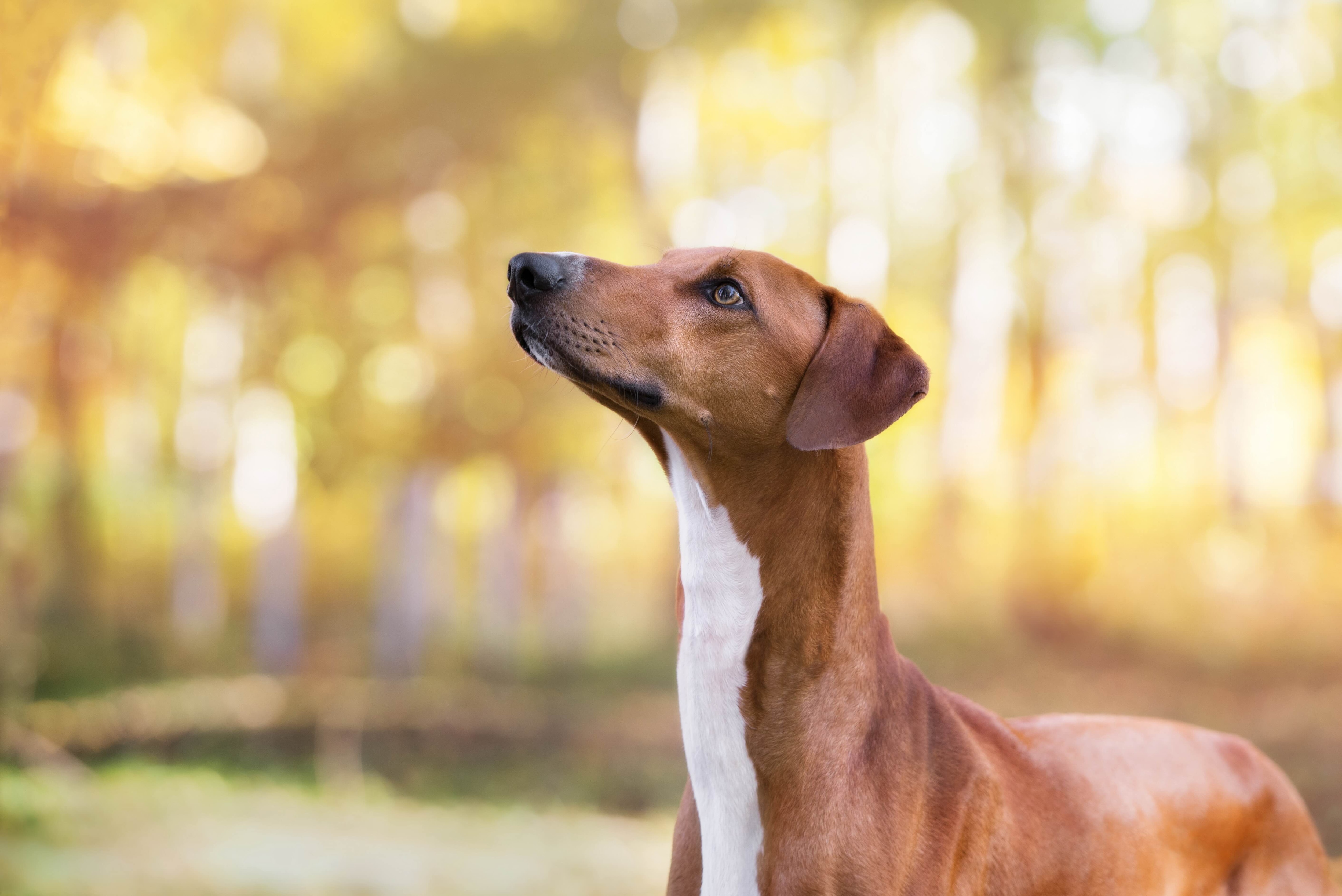 azawakh dog looking up in front of an autumnal background in shallow focus