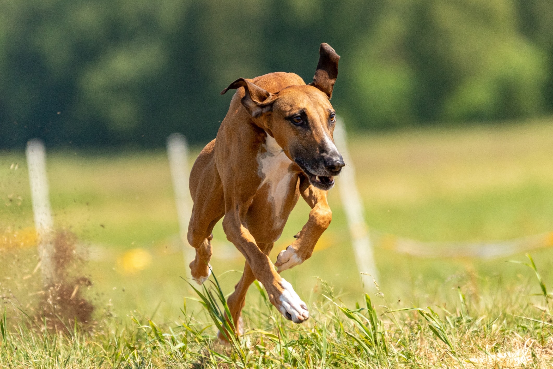 azawakh dog running through an agility course in shallow focus