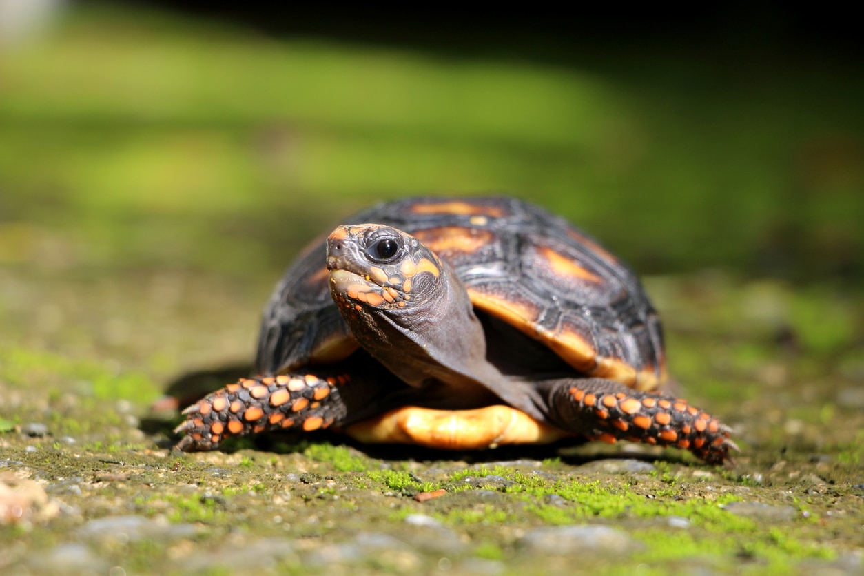 Baby tortoise