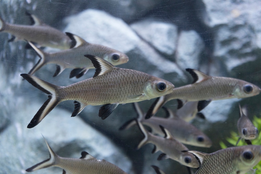 Top 9 Freshwater Sharks for Aquariums PetMD