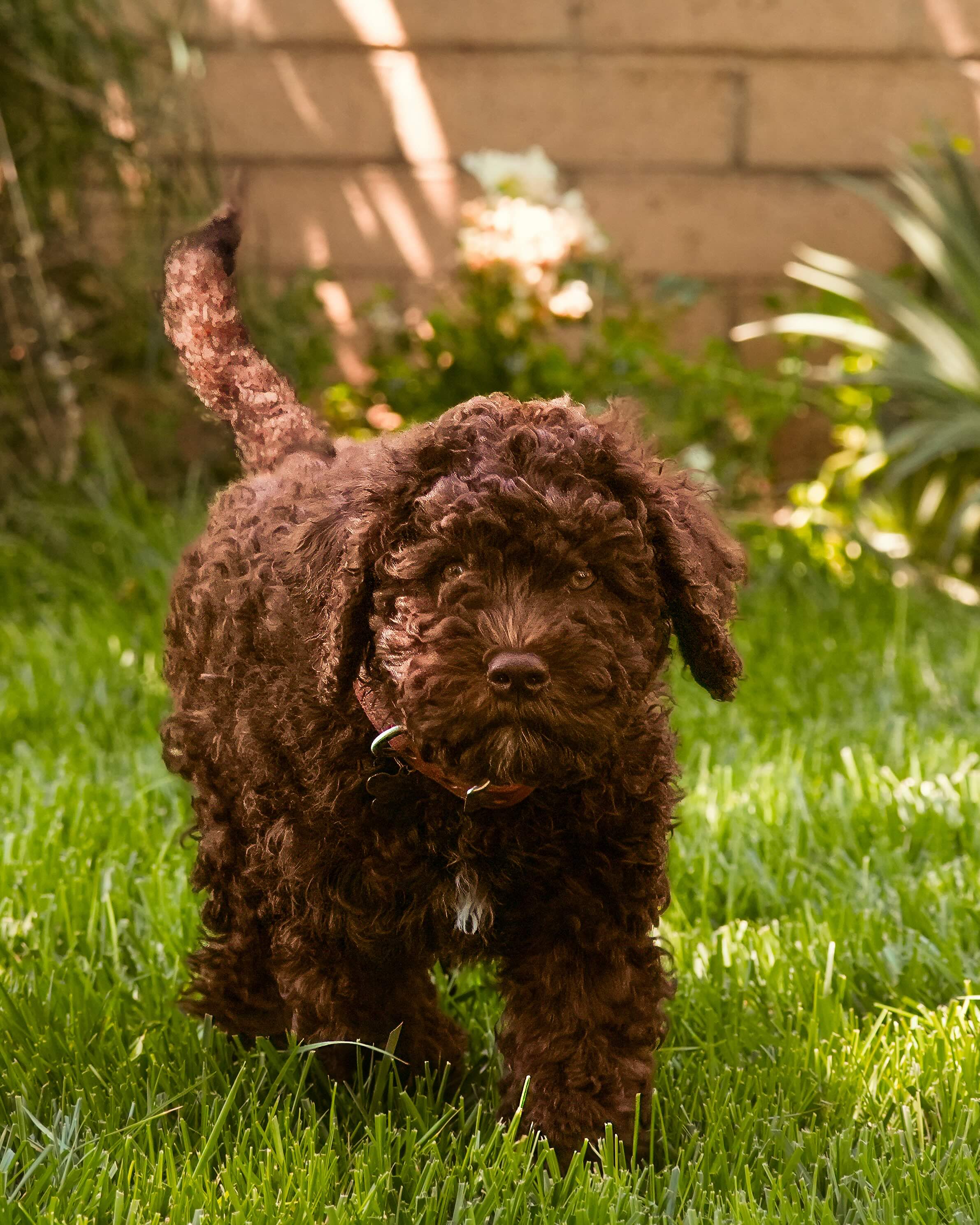 brown barbet puppy walking through grass