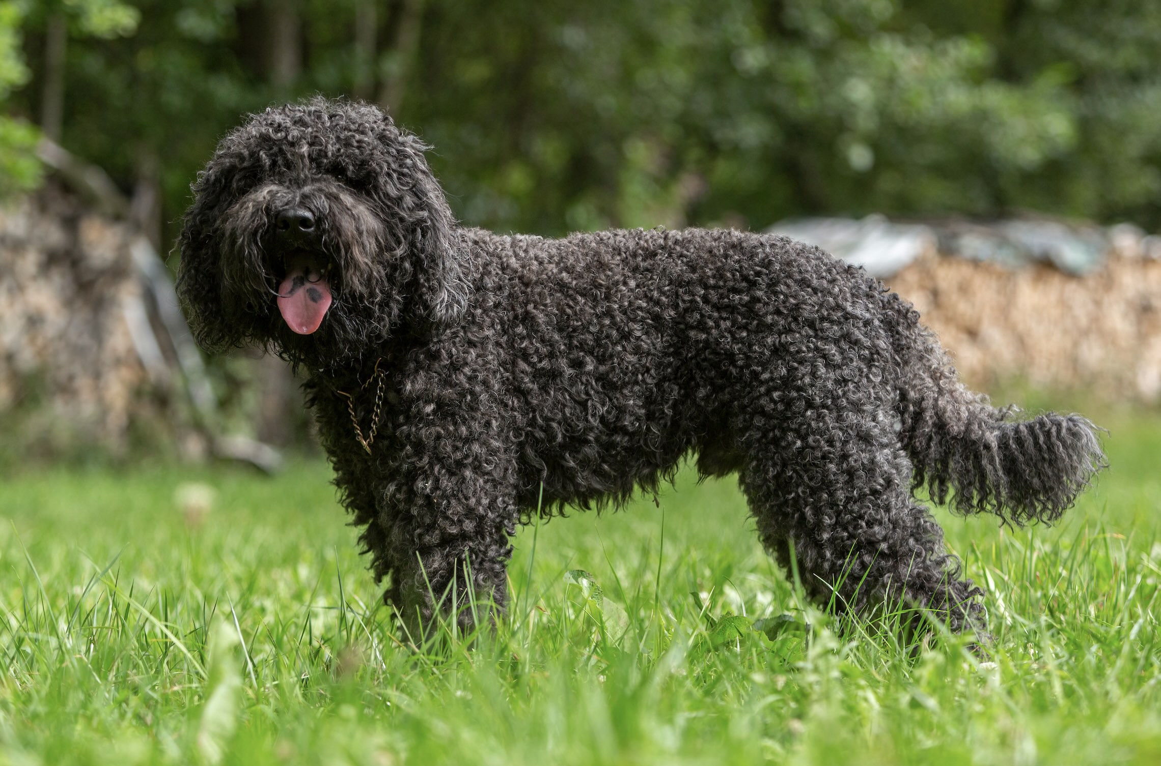 black barbet dog standing in grass with his tongue out