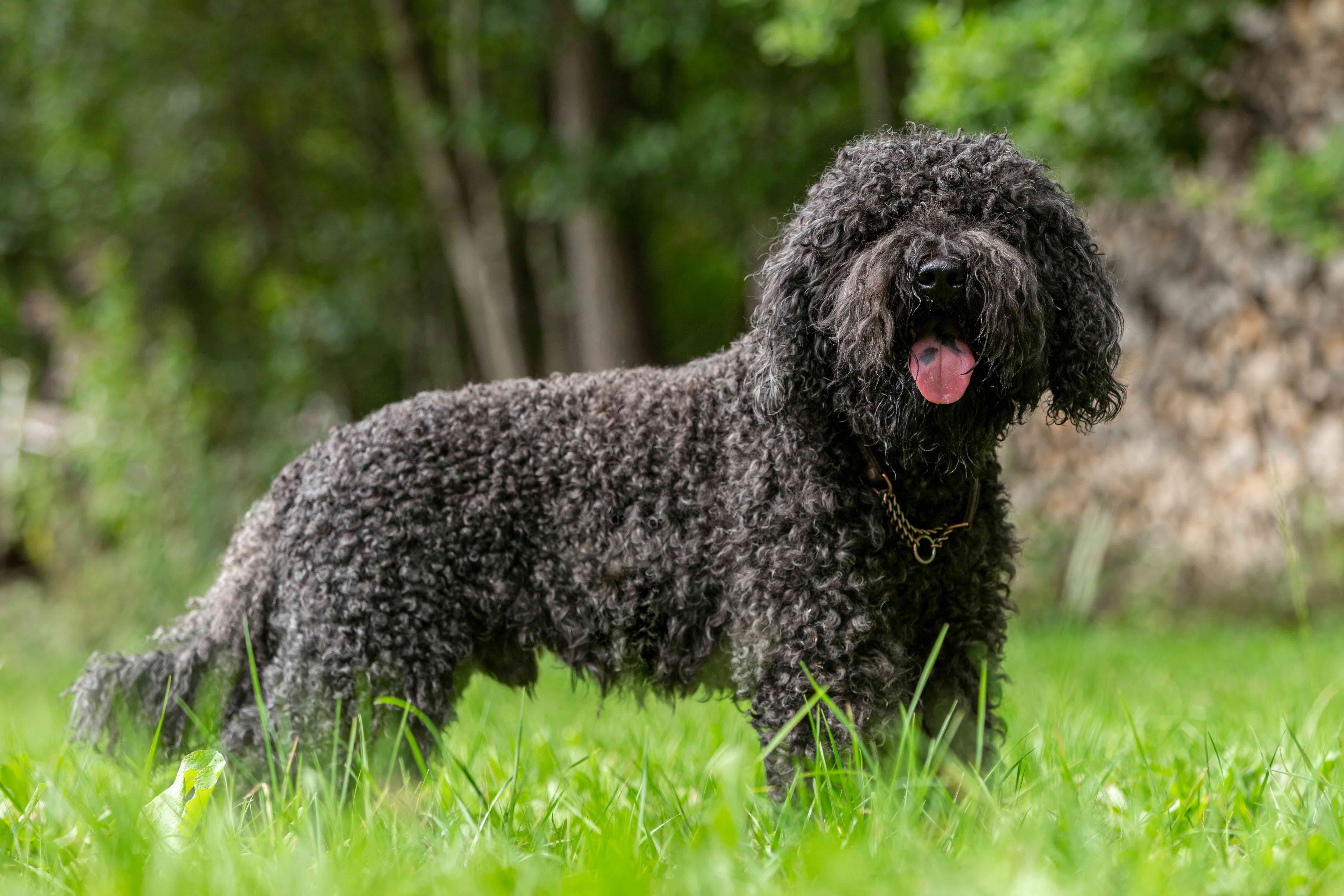 Curly haired clearance water dog