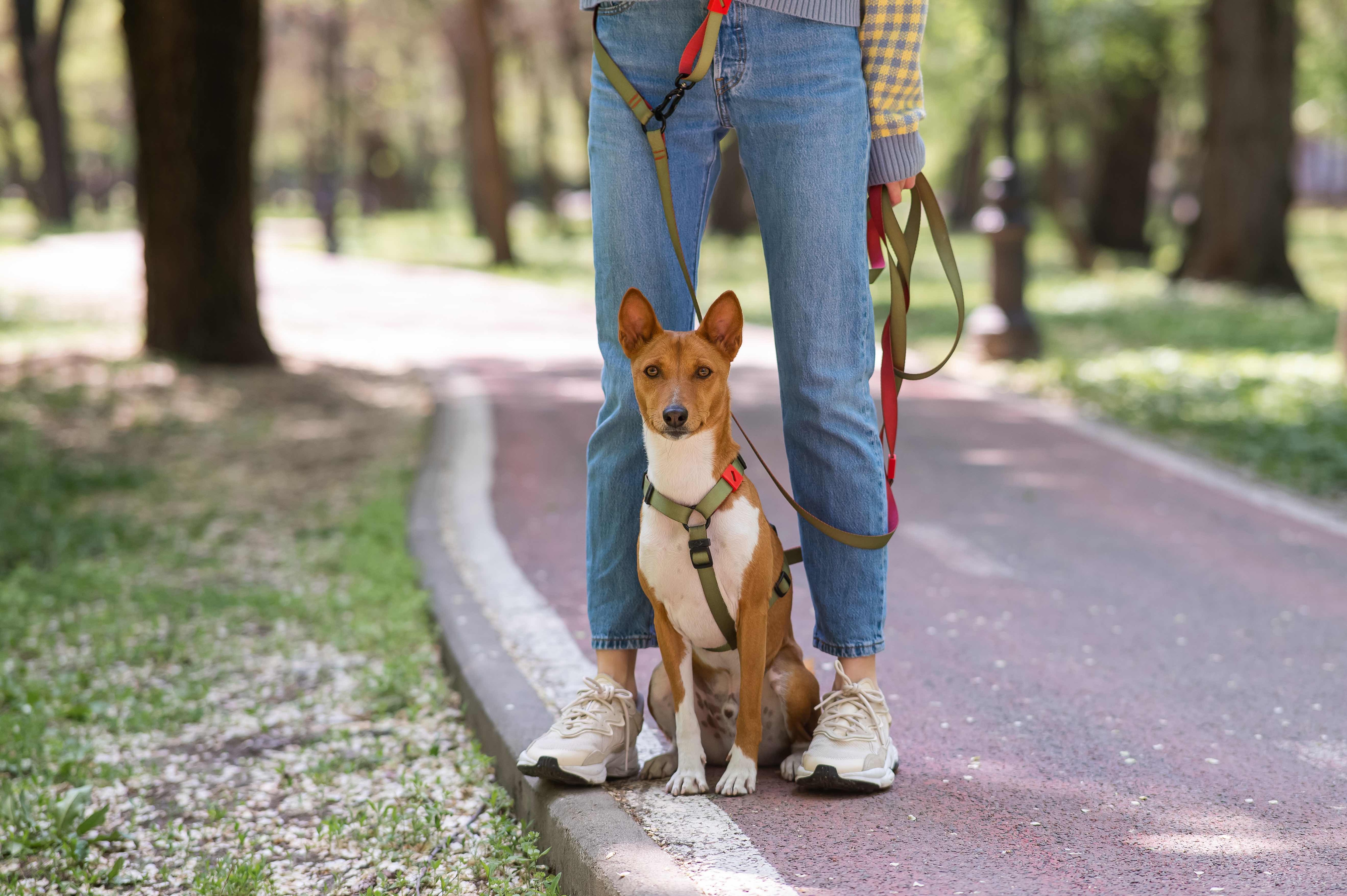 basenji dog on a walk sitting in front of a person's legs