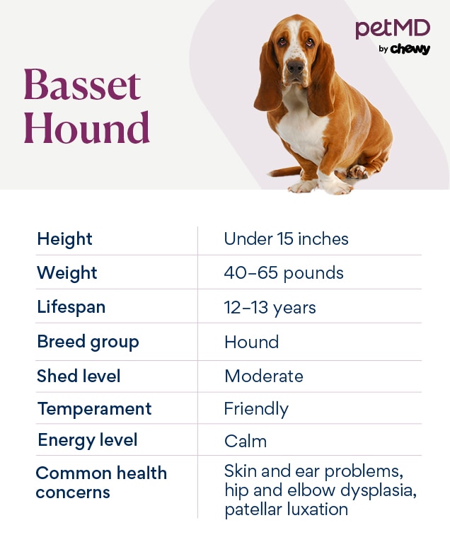 chart depicting a basset hound's breed characteristics
