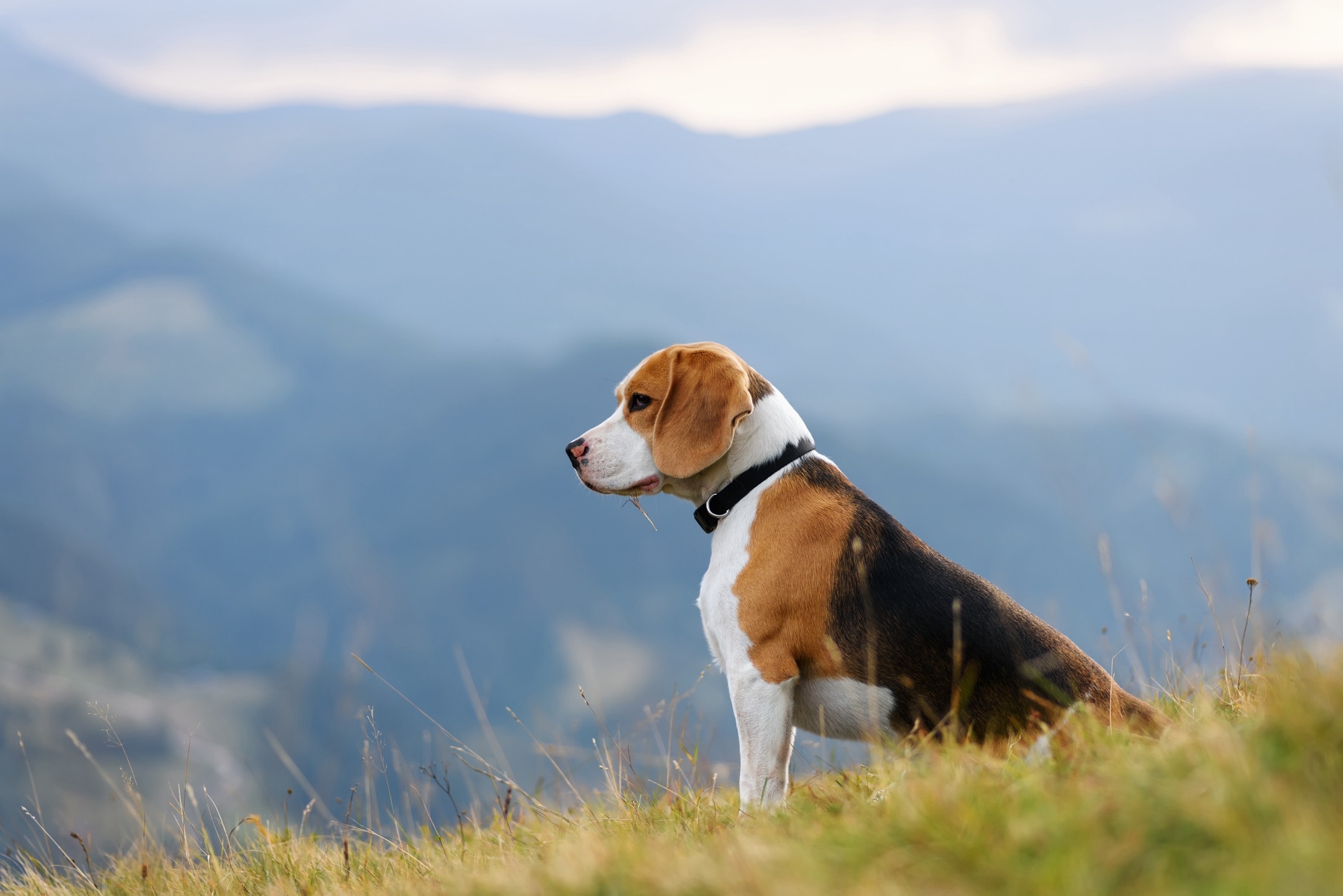 beagle dog sitting on a mountainside