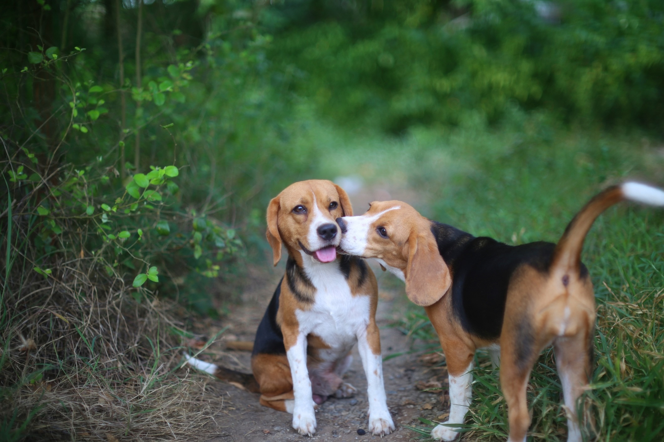 two beagles in tall grass, one is licking the other's face