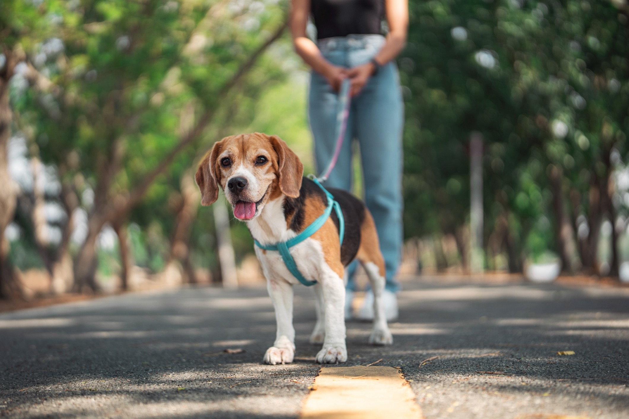 Beagle Dog Breed Health and Care PetMD