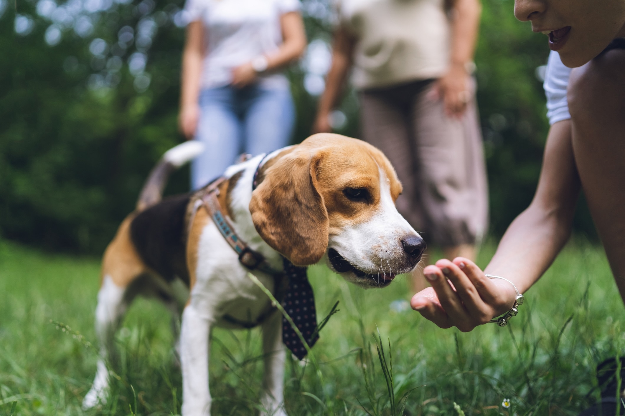 beagle on a walk sniffing something in their pet parent's hand