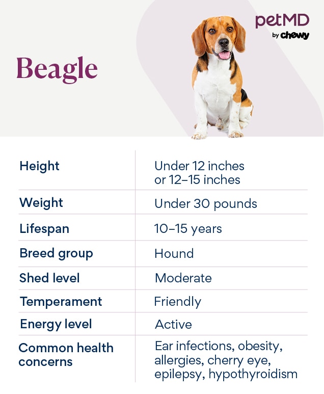 chart depicting a beagle dog's characteristics