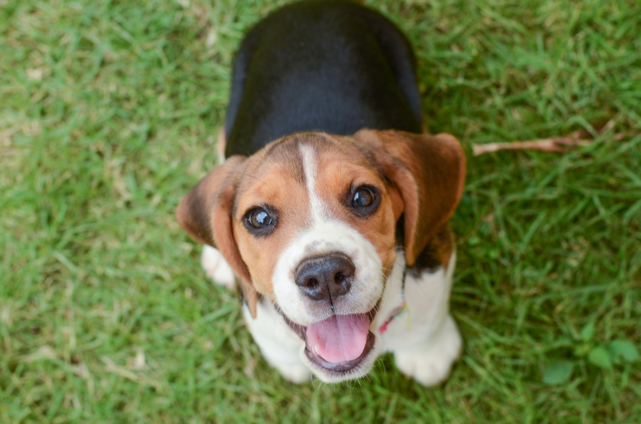 beagle dog looking up at the camera and sitting in grass