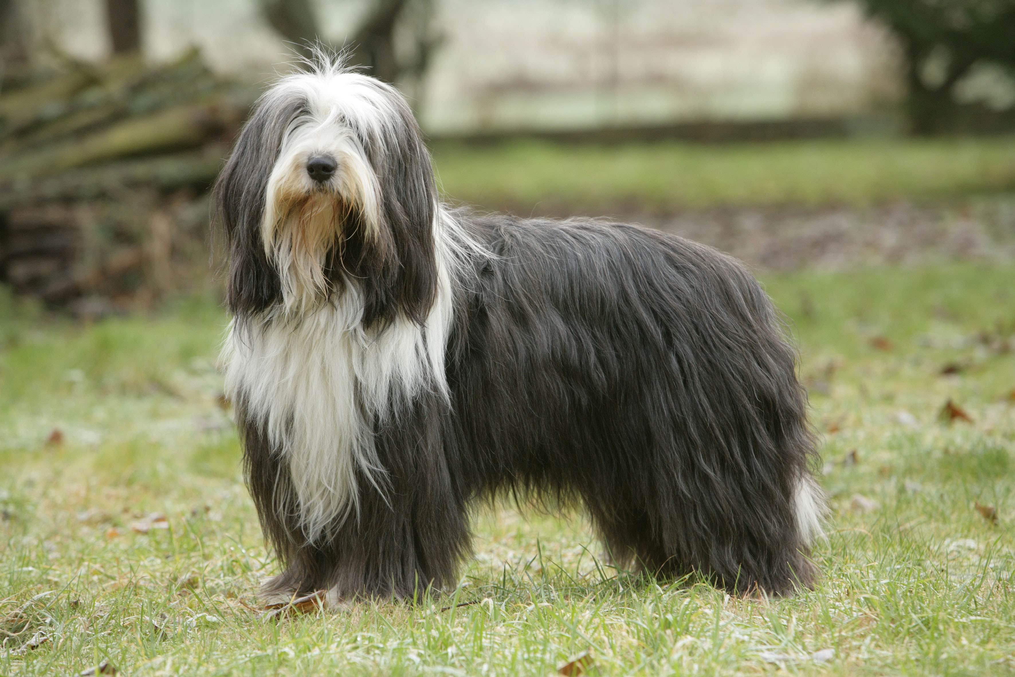 bearded collie standing in a field
