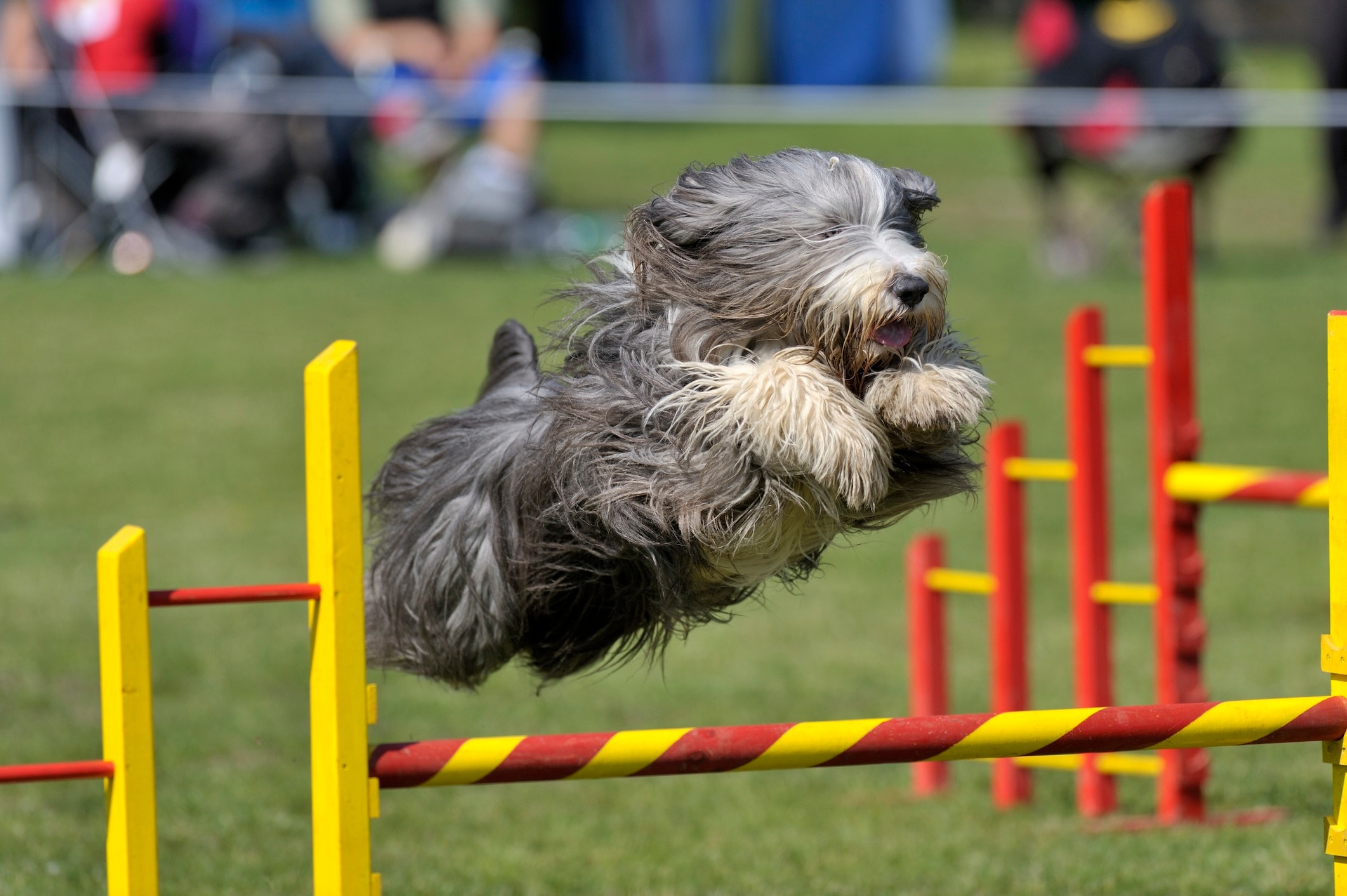 bearded collie jumping over an obstacle on an agility course