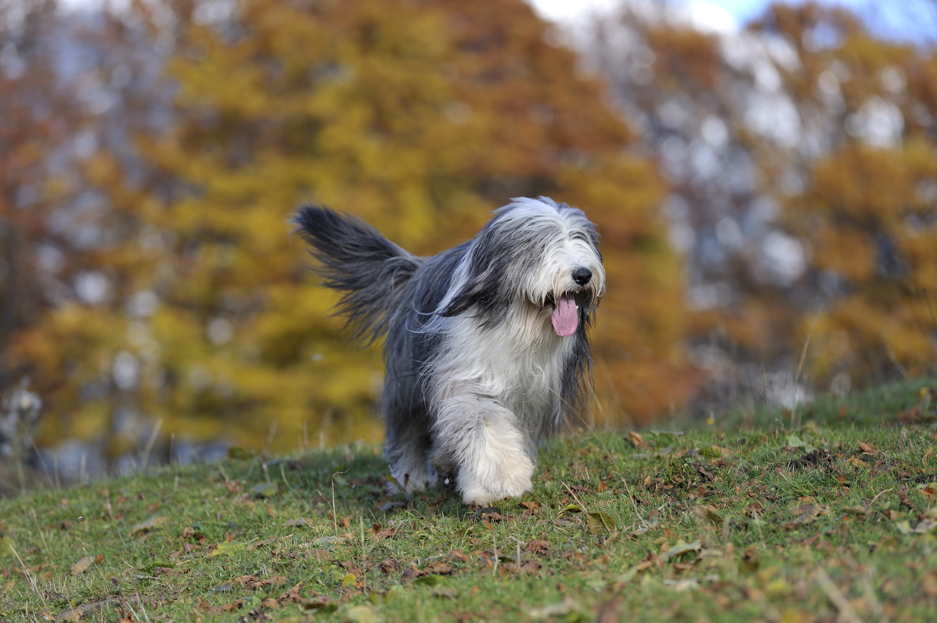 Bearded Collie Dog Breed Health and Care PetMD