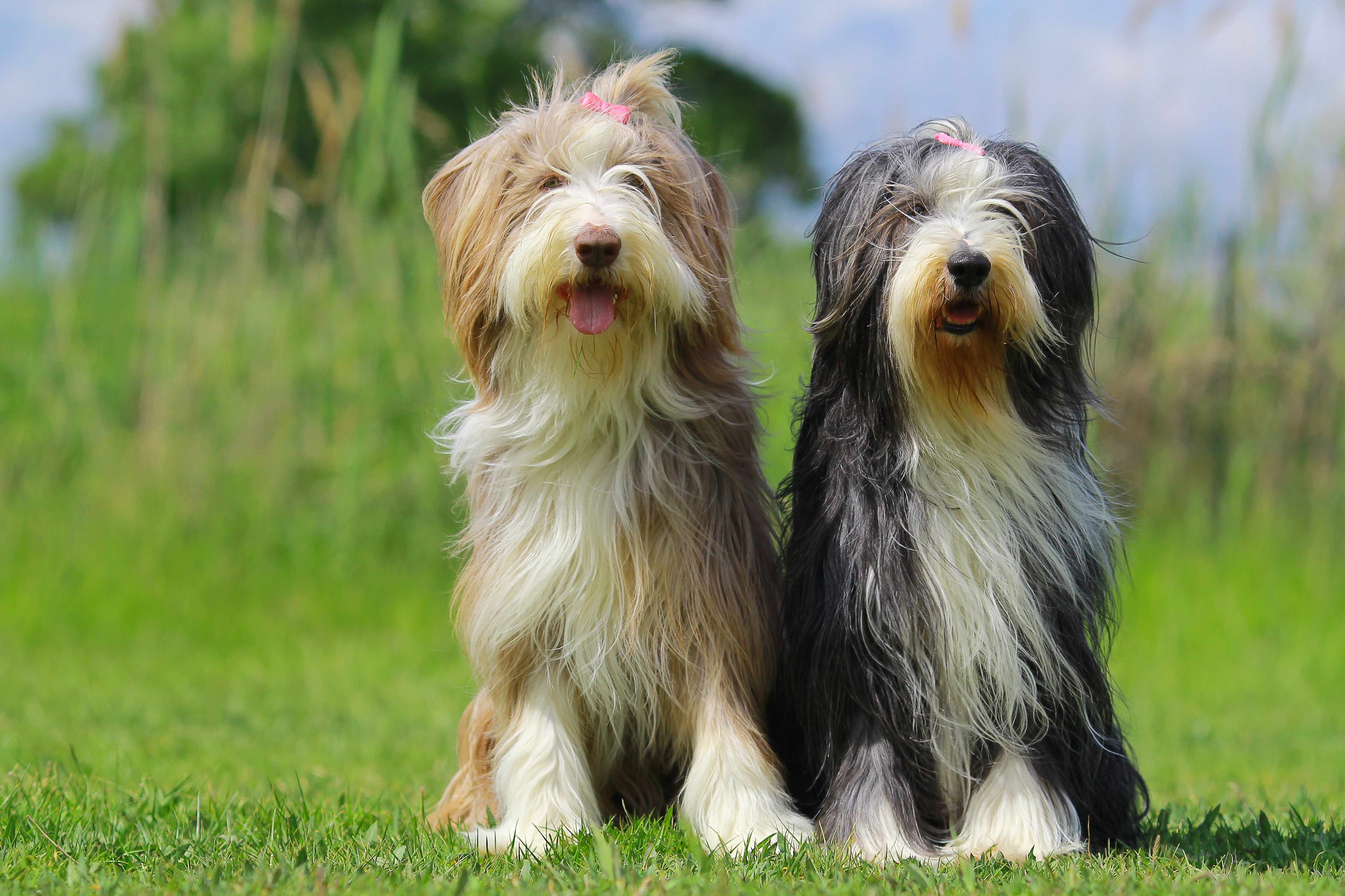 one brown bearded collie and one gray bearded collie sitting together