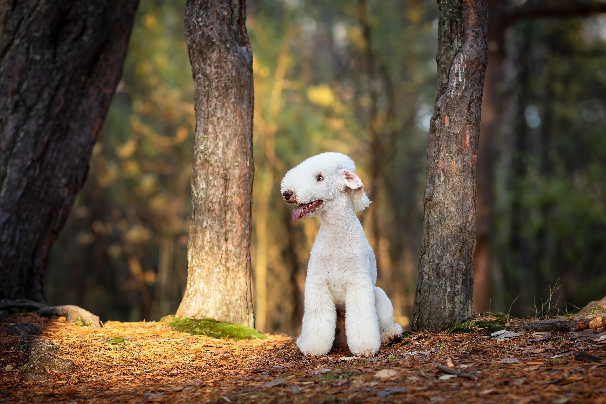 white bedlington terrier sitting among trees