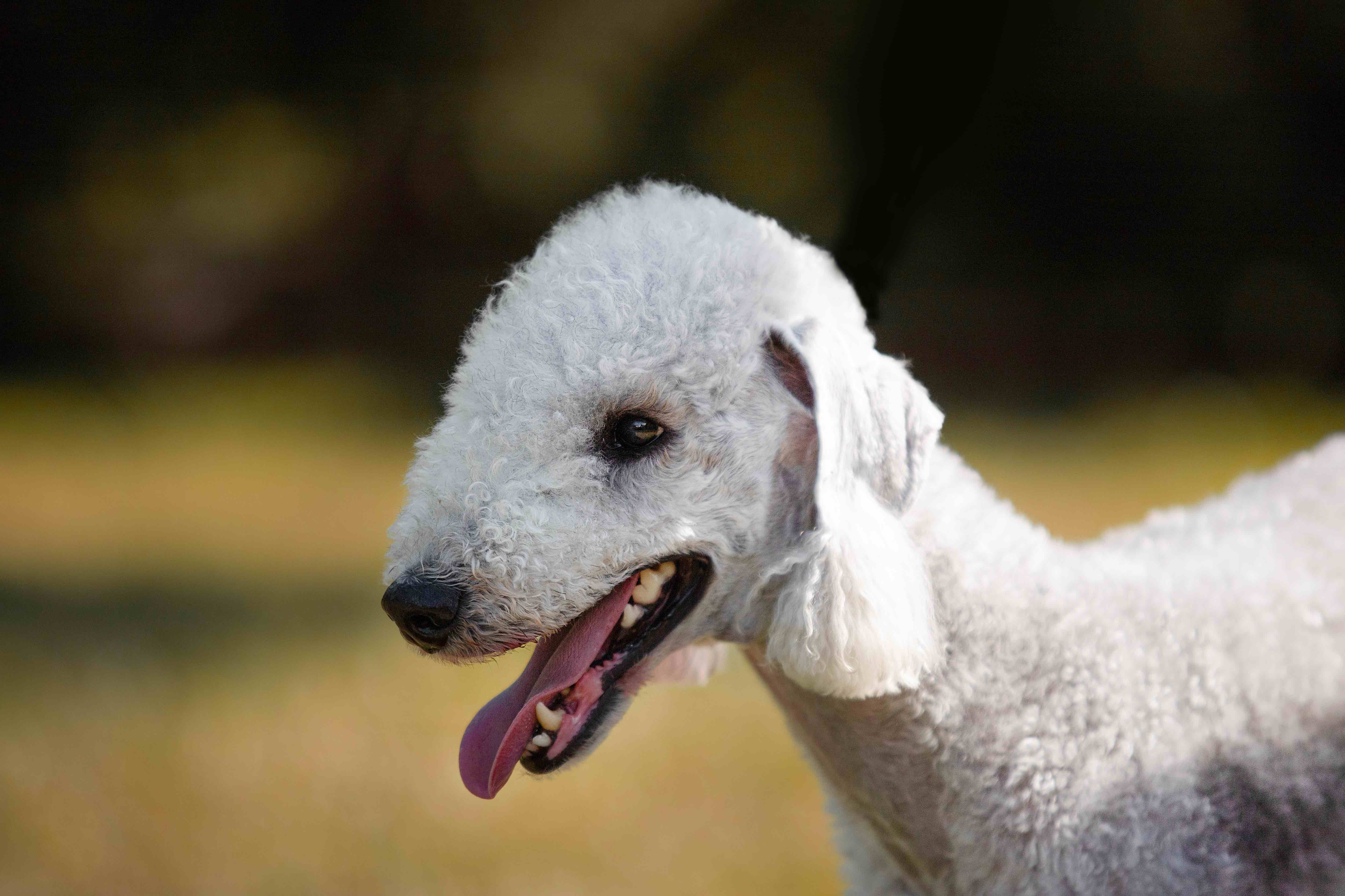 Glose-up of a colomed Bedlington Terrier avec un Topc