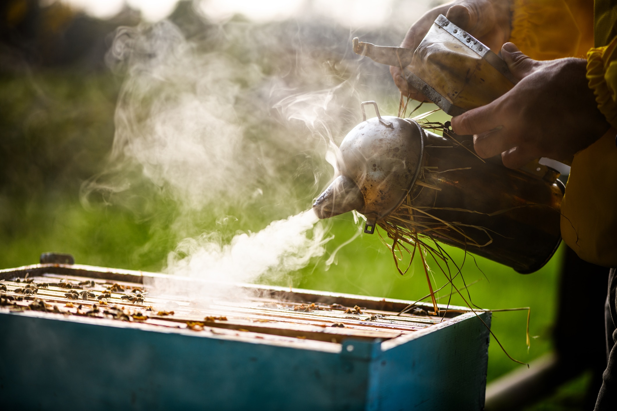 Beekeeping smoker is used on a hive of honeybees.