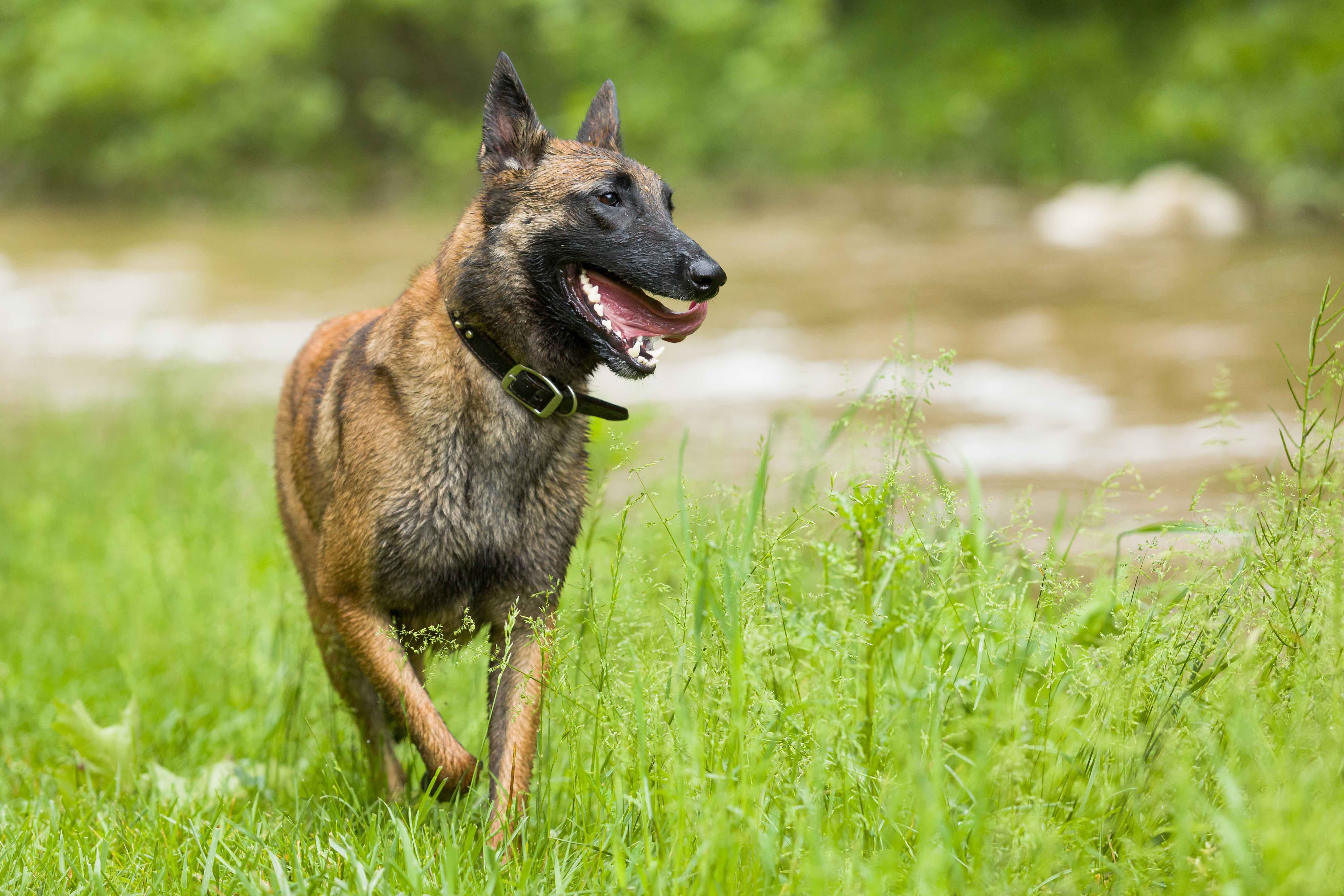 belgian malinois trotting through tall grass with his tongue hanging out