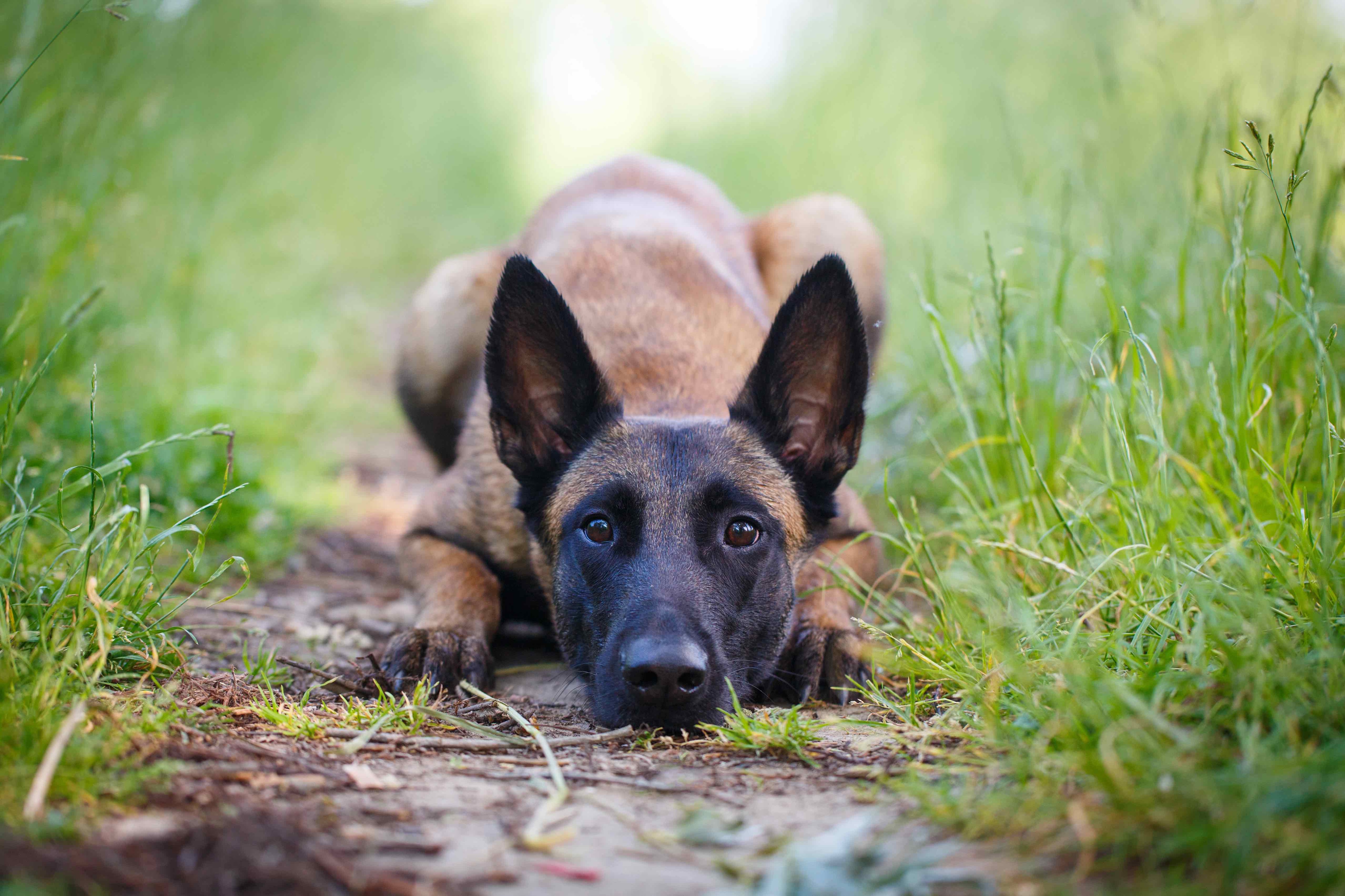 belgian malinois dog lying down in grass and looking straight at a camera