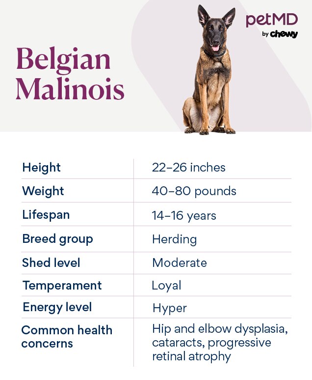 Belgian Malinois Dog Breed Health and Care PetMD