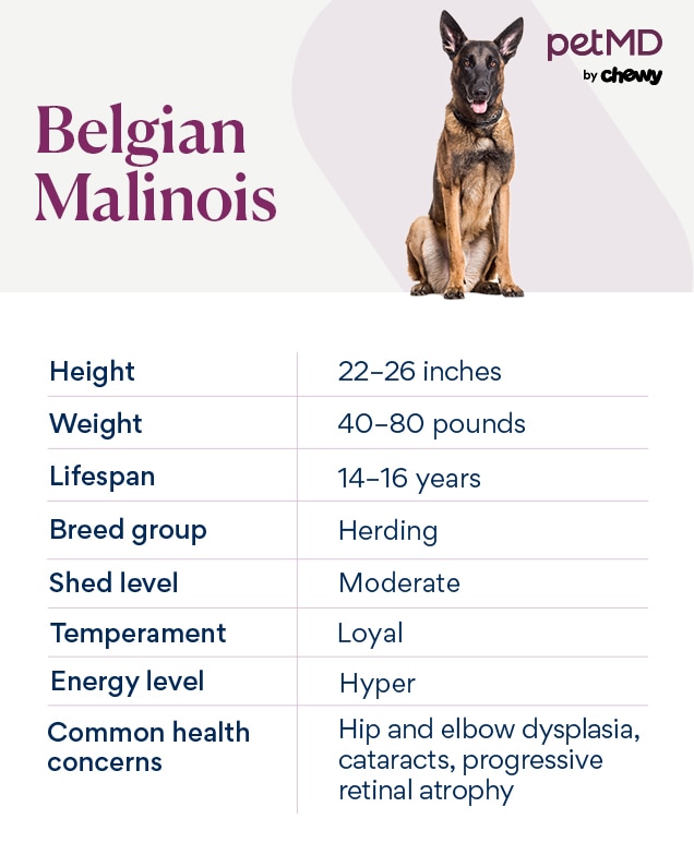 chart depicting a belgian malinois dog's breed characteristics