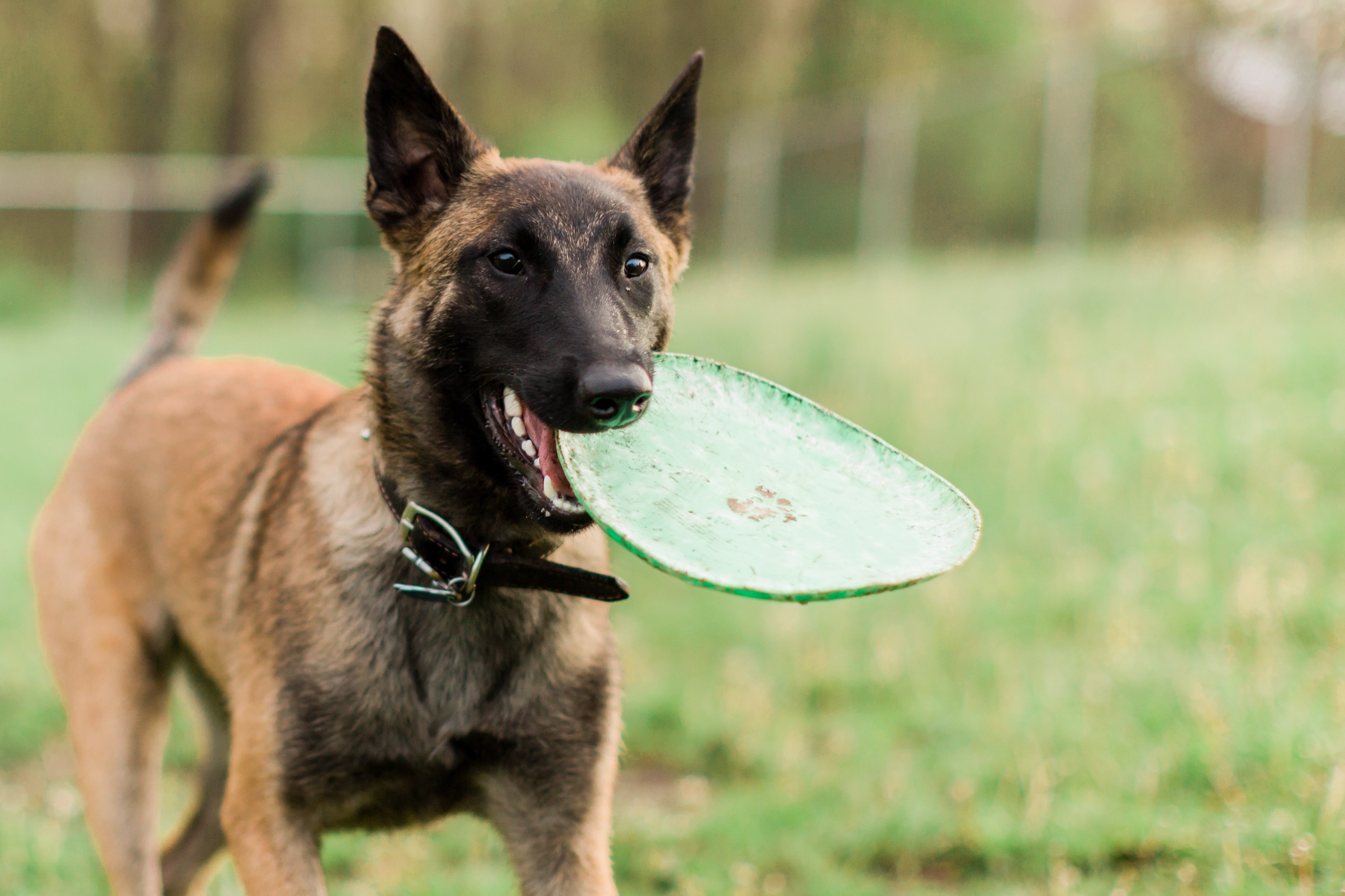 belgian malinois dog running with green Frisbee in his mouth