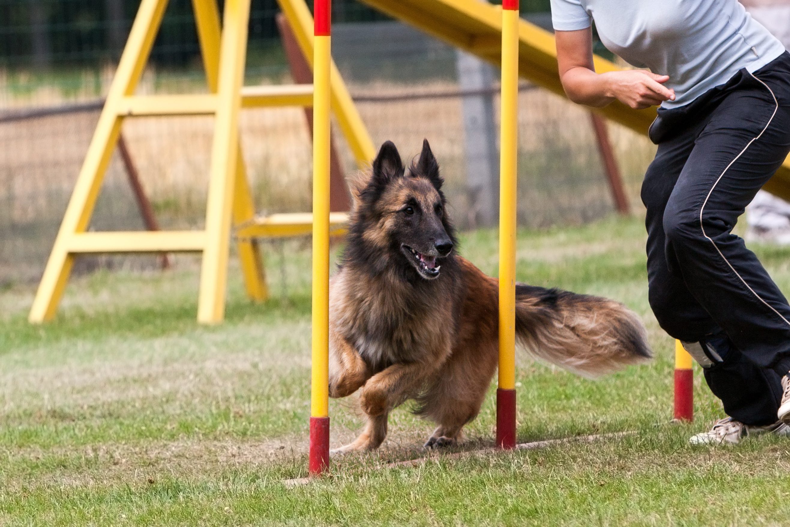 belgian tervuren dog running through an agility course