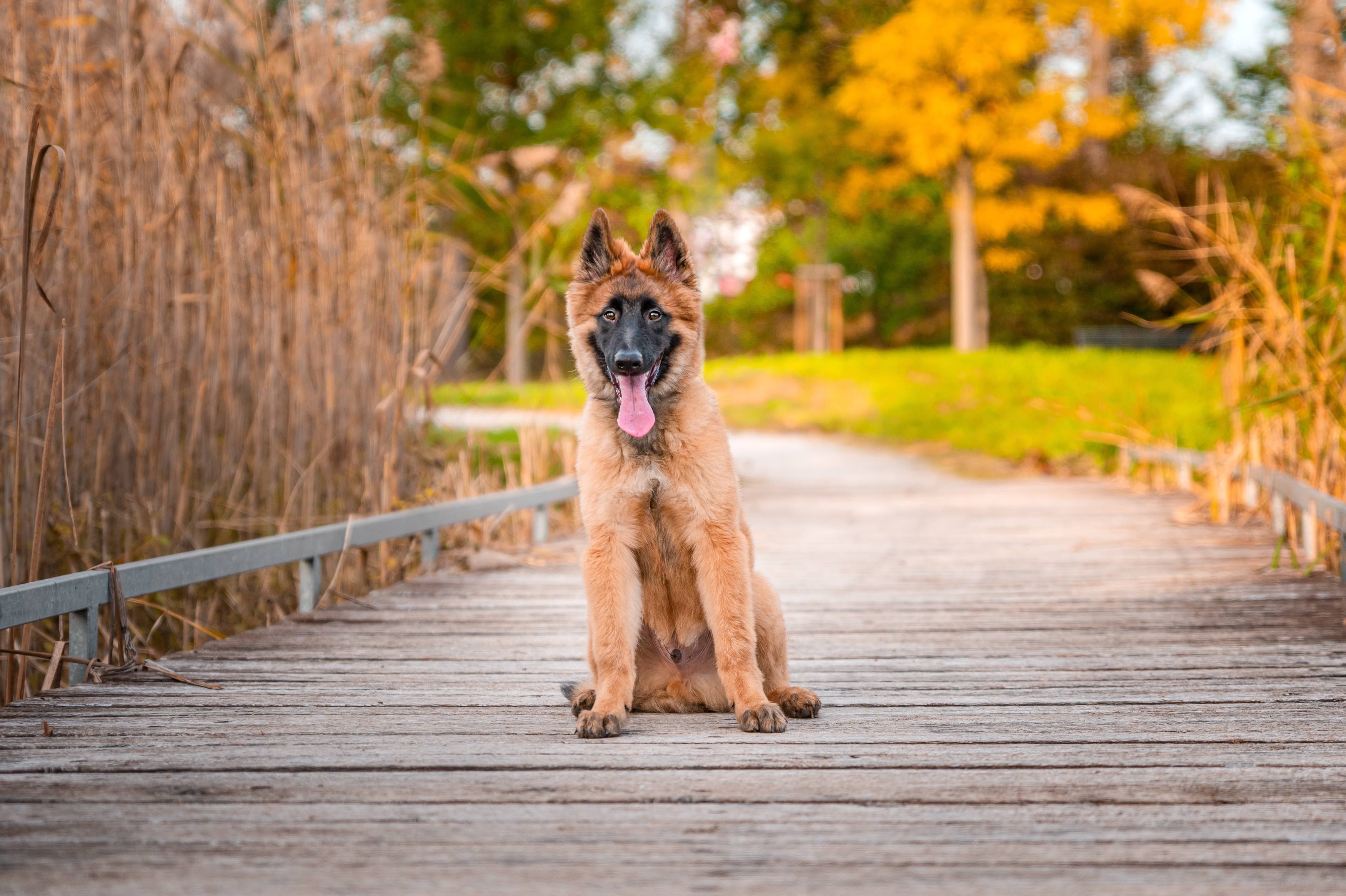 belgian tervuren puppy sitting on a wooden bridge