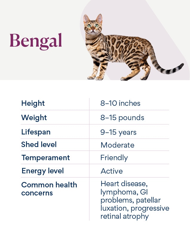 chart depicting a bengal cat's characteristics