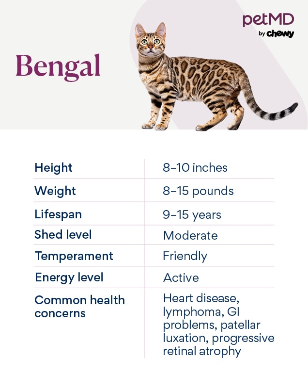 chart depicting a bengal cat's characteristics