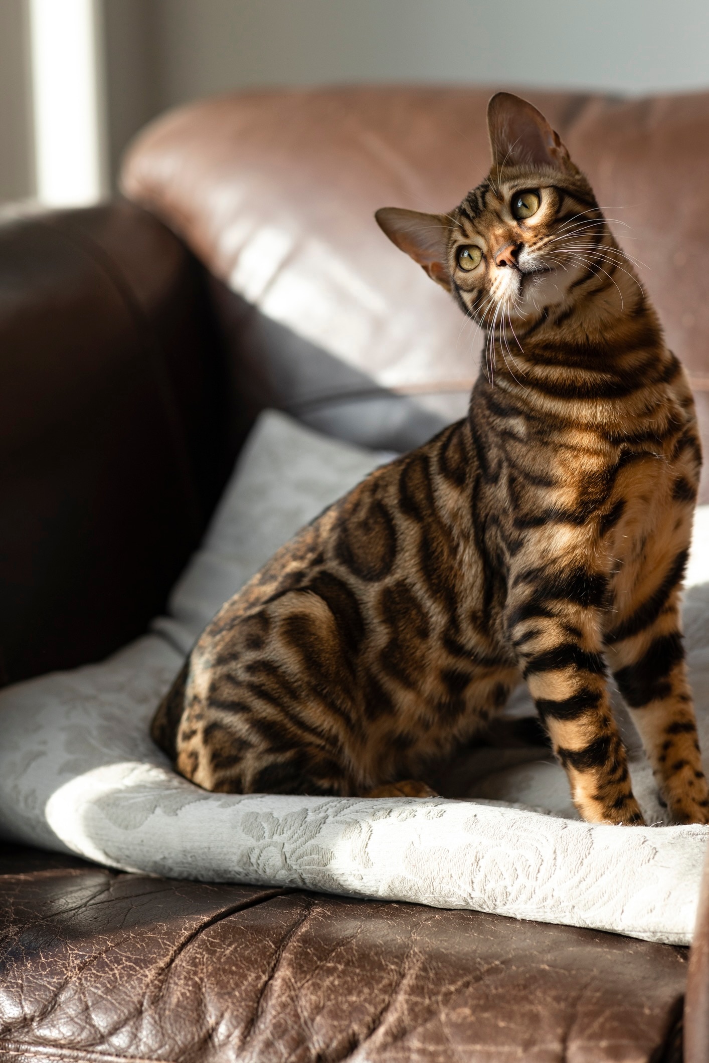 bengal cat sitting on a leather couch