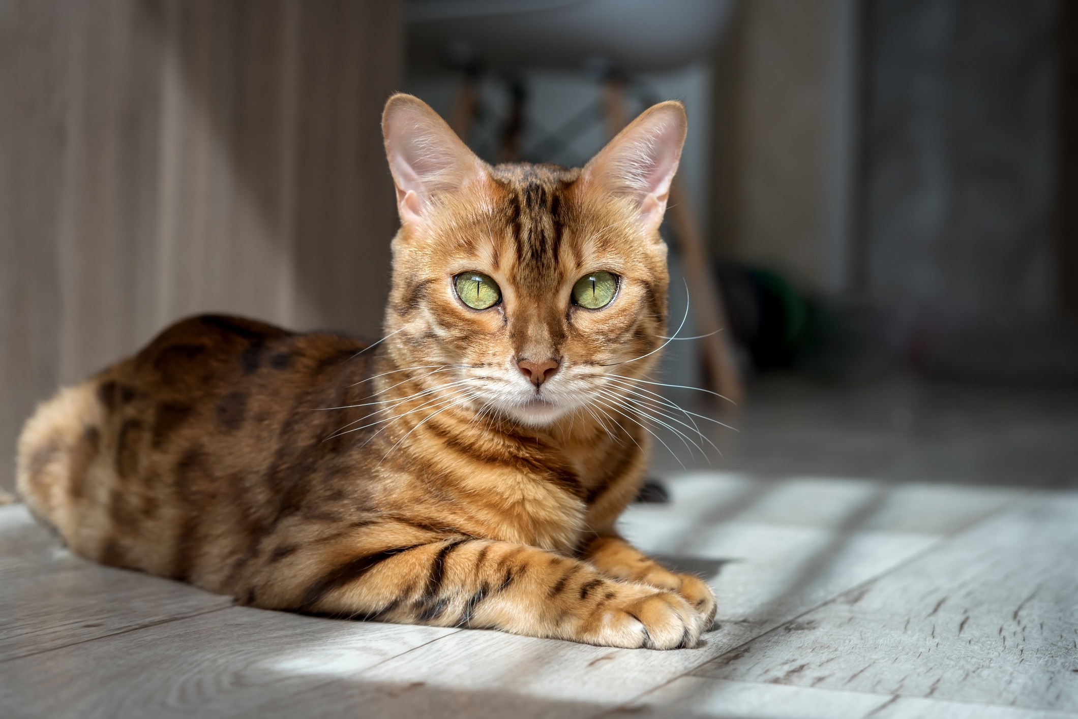 bengal cat lying on the floor in a sunny spot