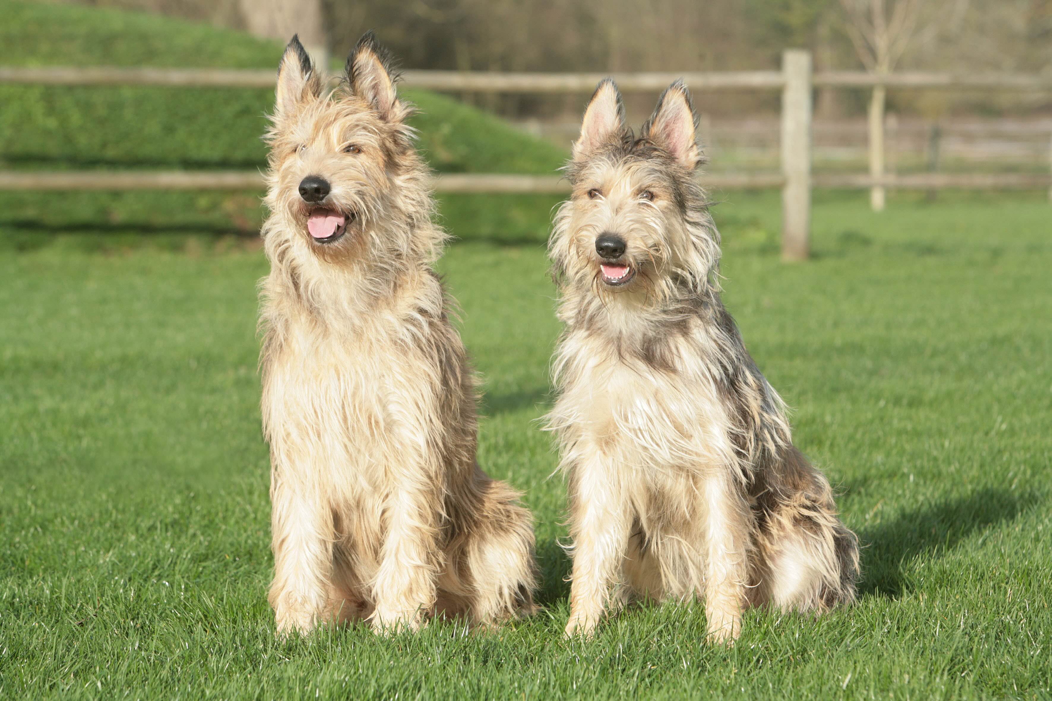 two scruffy berger picard dogs sitting in grass next to each other