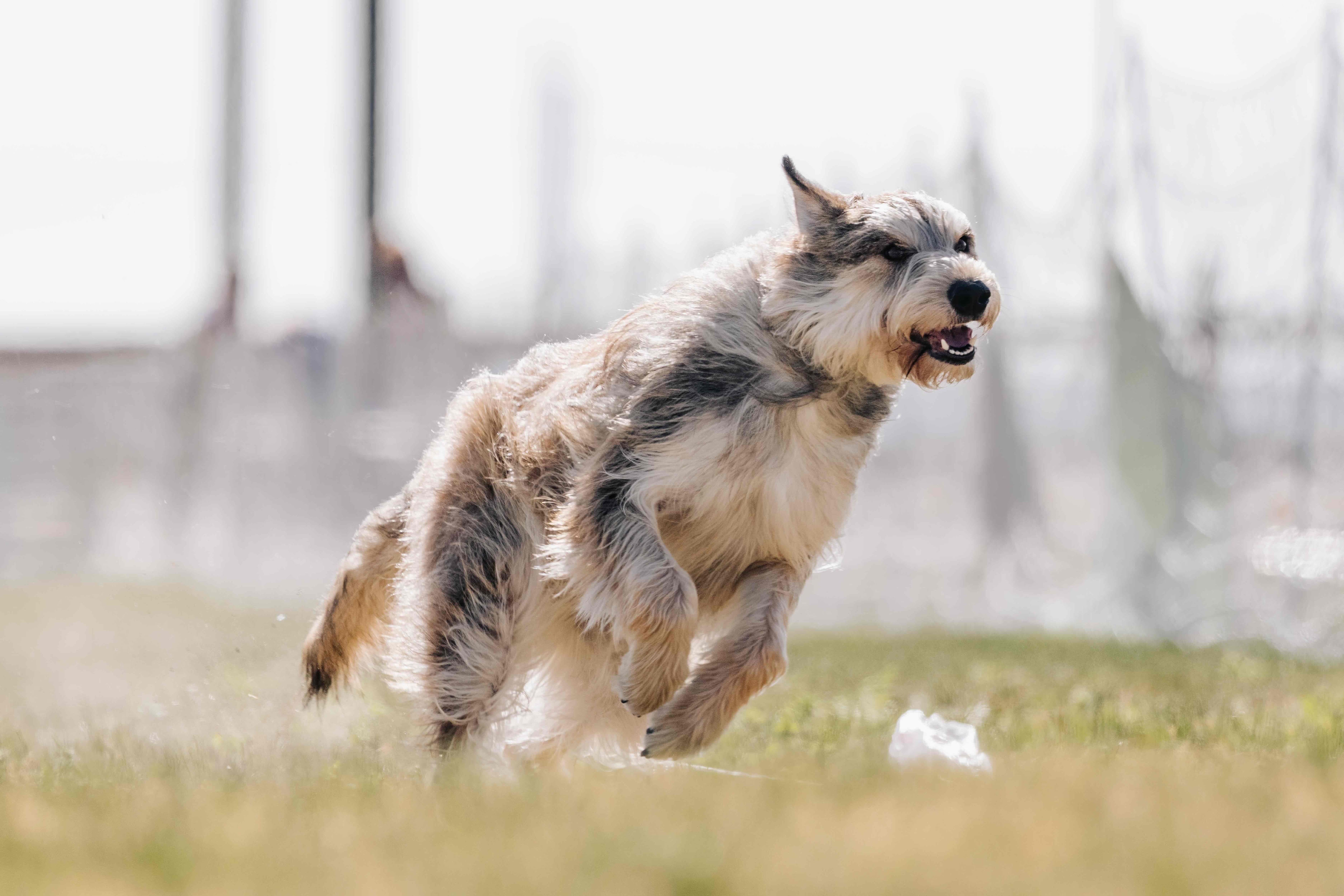 gray berger picard running through grass