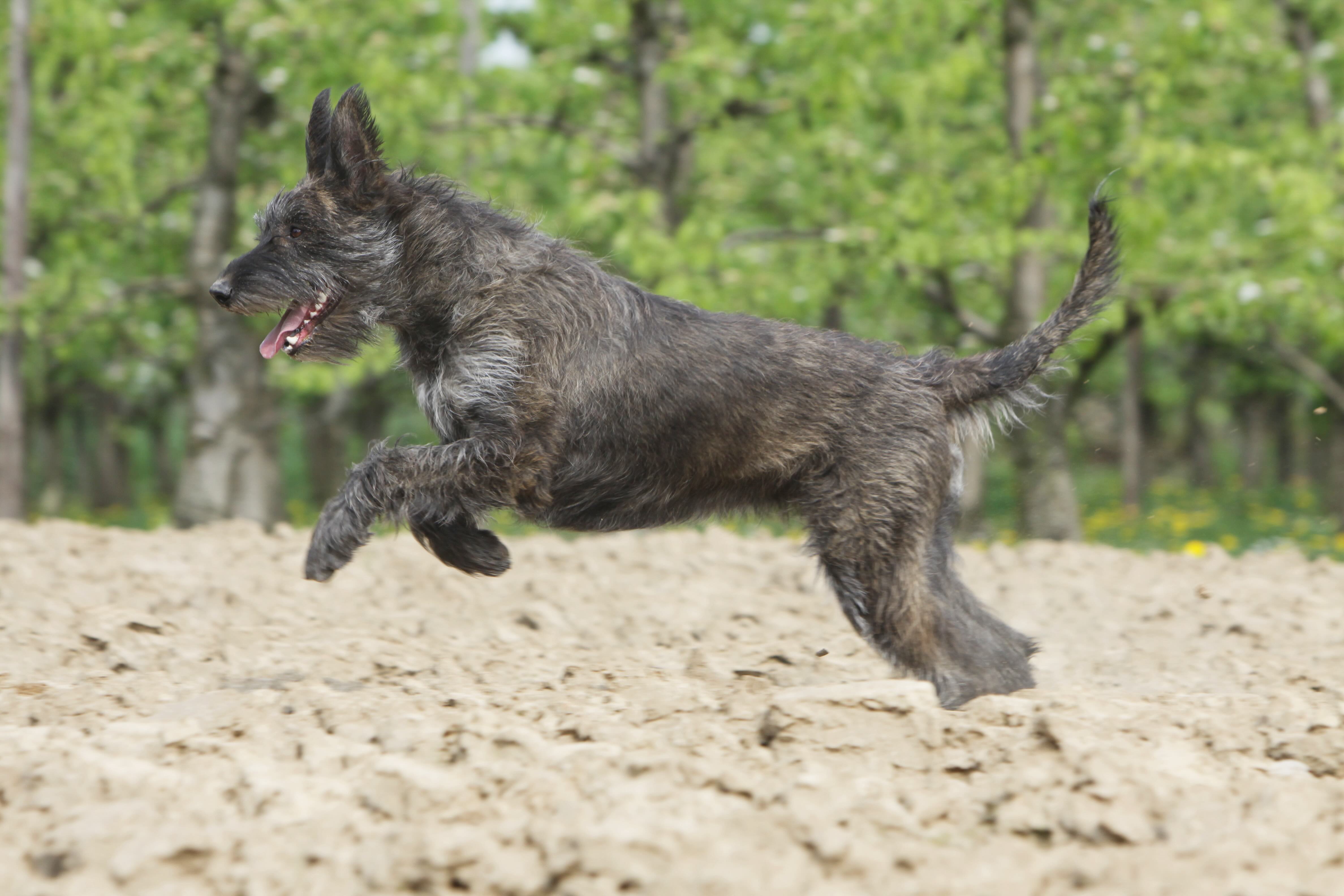 black berger picard jumping over sand