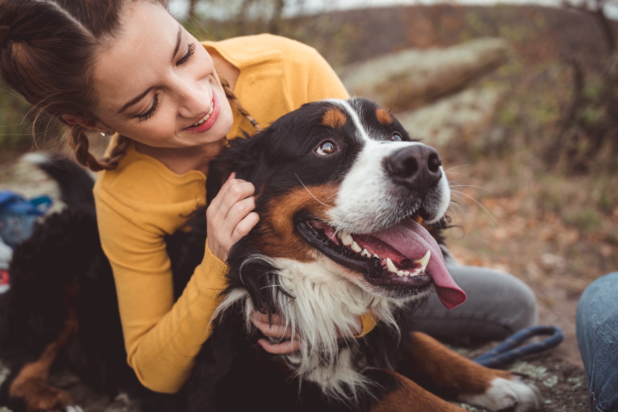 woman holding and petting a large bernese mountain dog