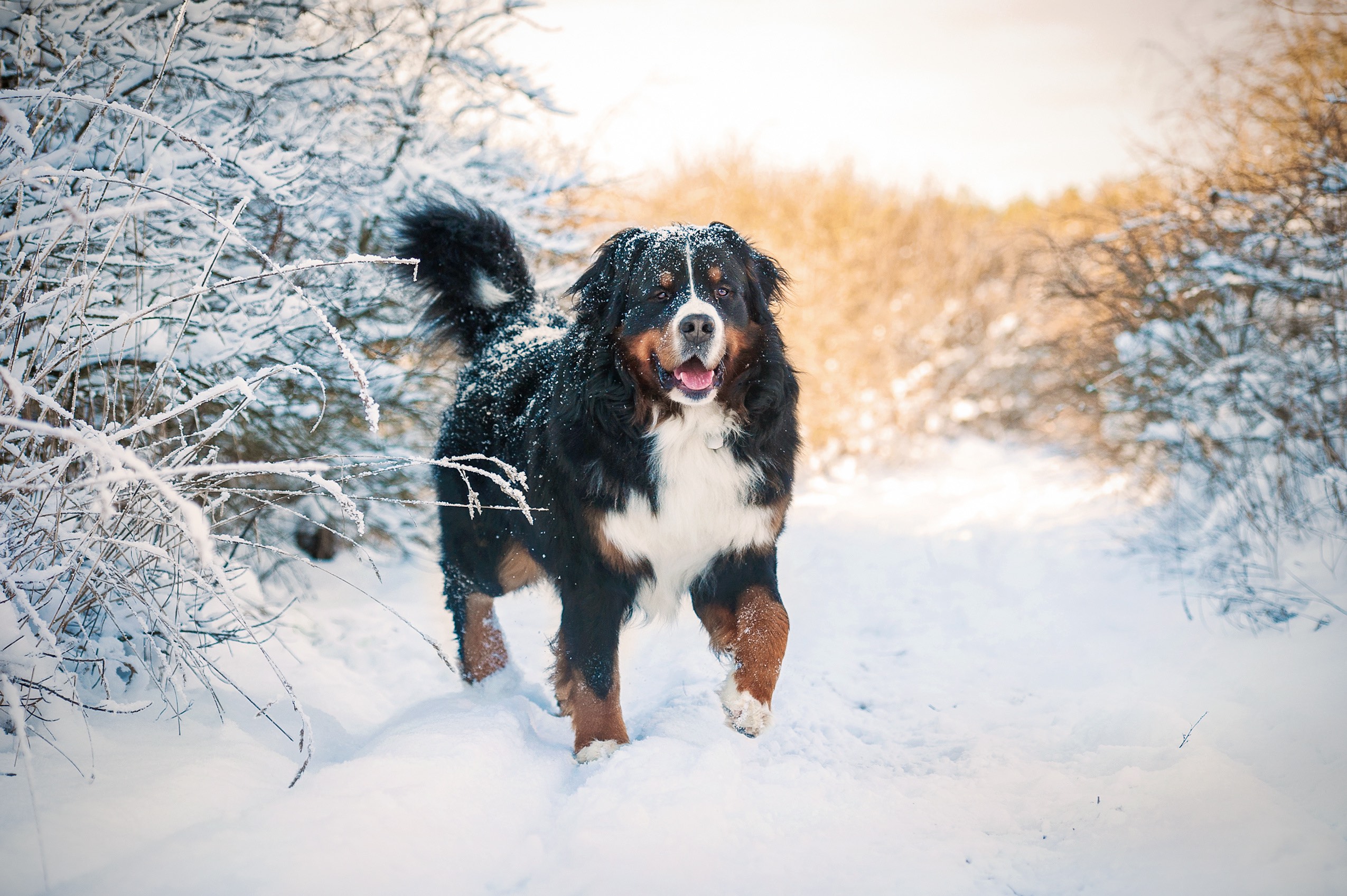 big bernese mountain dog smiling and standing in the snow