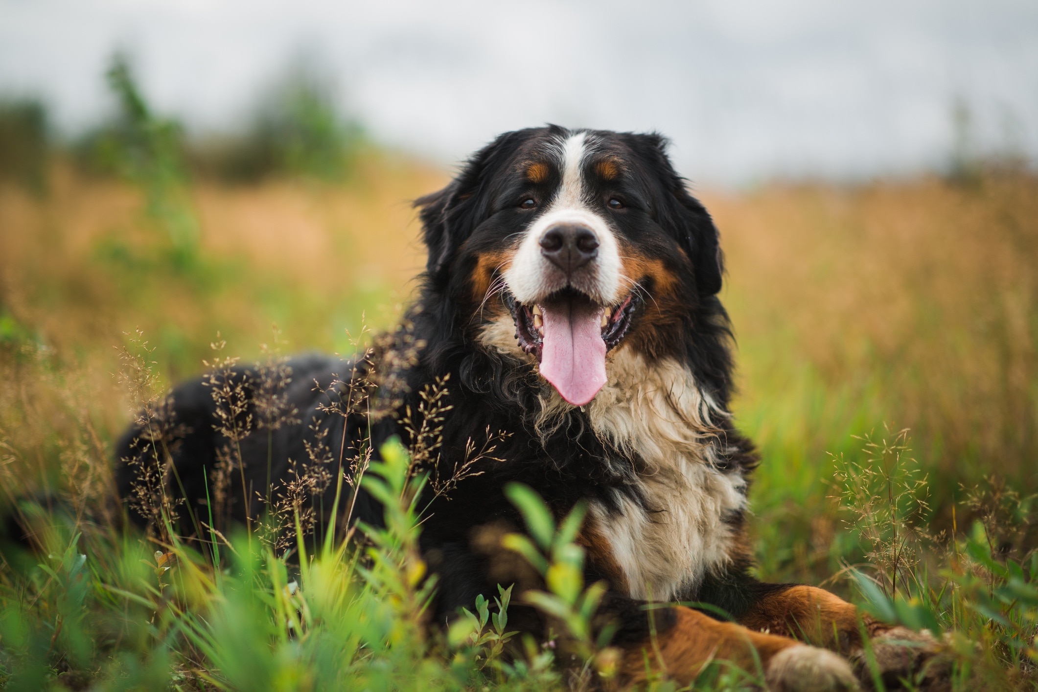 bernese mountain dog lying in grass with his tongue hanging out