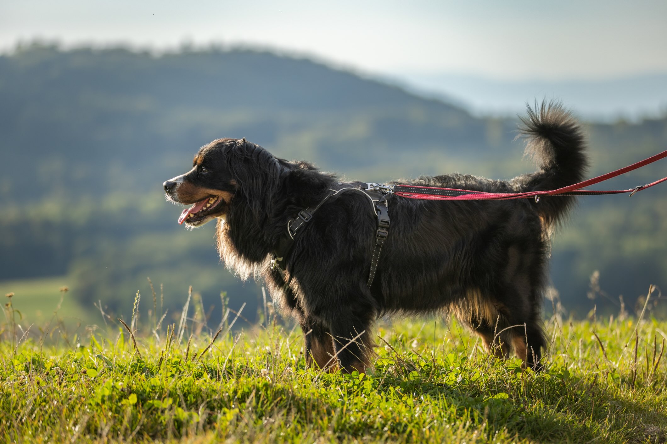 a bernese mountain dog wearing a harness on a hike