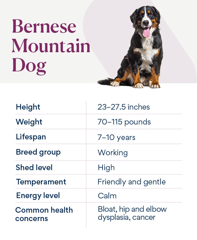 chart depicting a bernese mountain dog's characteristics