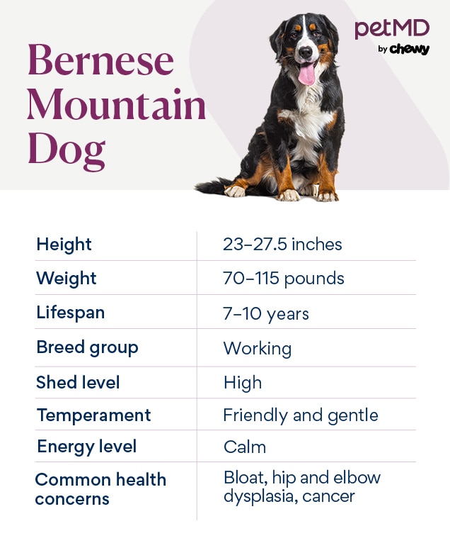 Bernese Mountain Dog Breed Health and Care PetMD