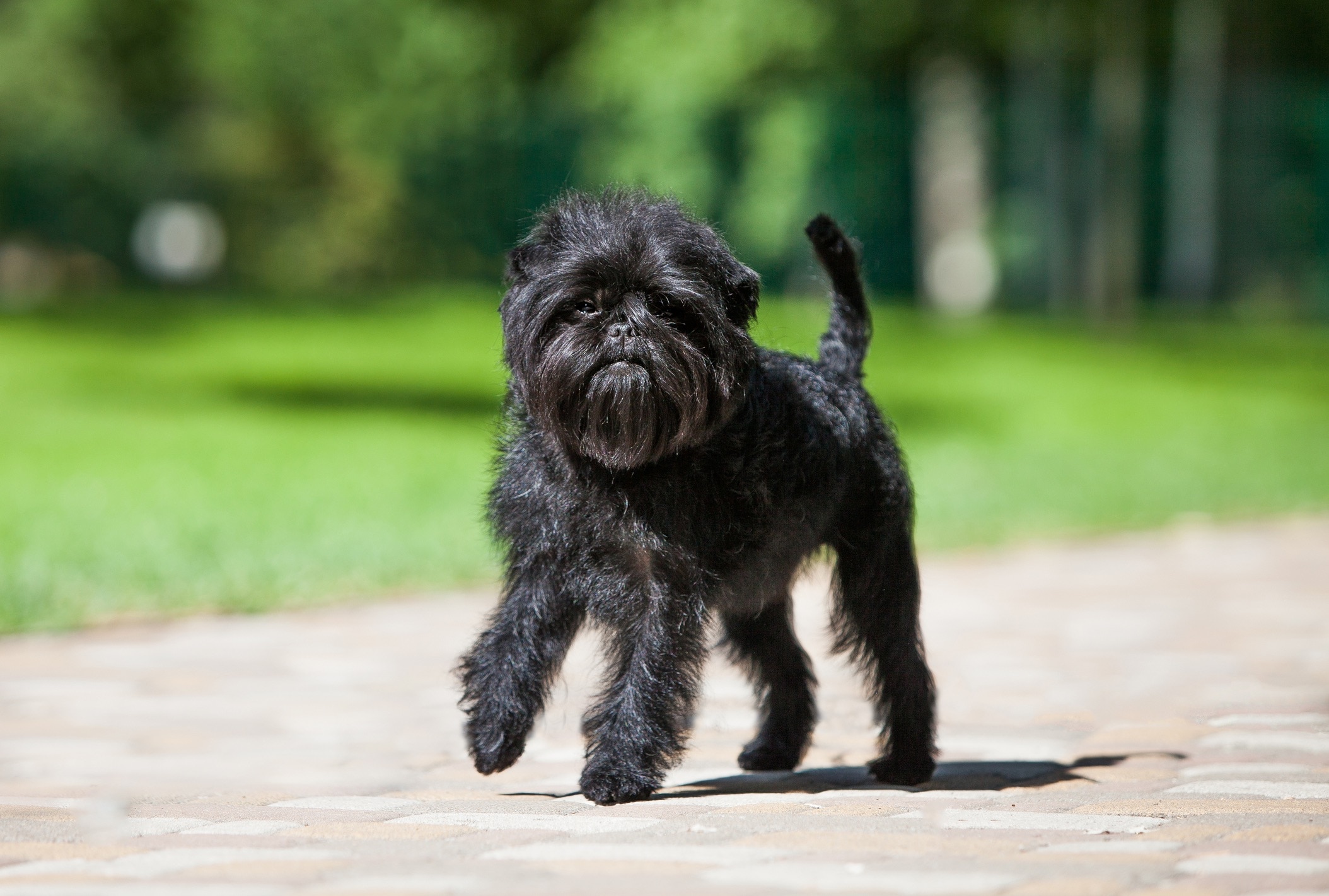 black affenpinscher dog walking on a paved path