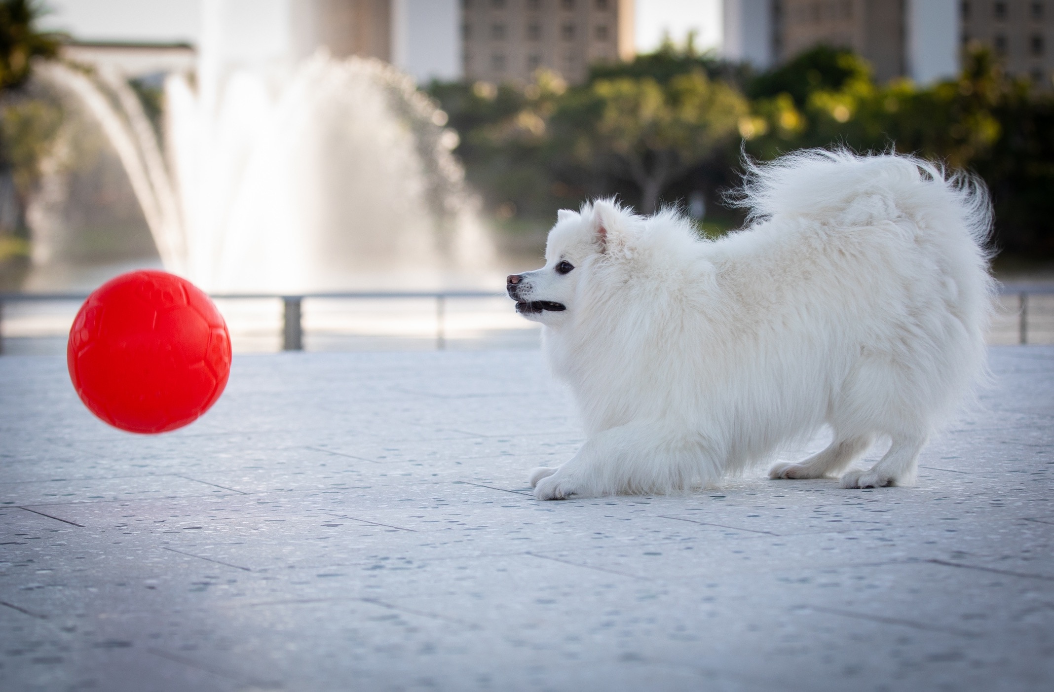 white american eskimo dog playing with a big red ball
