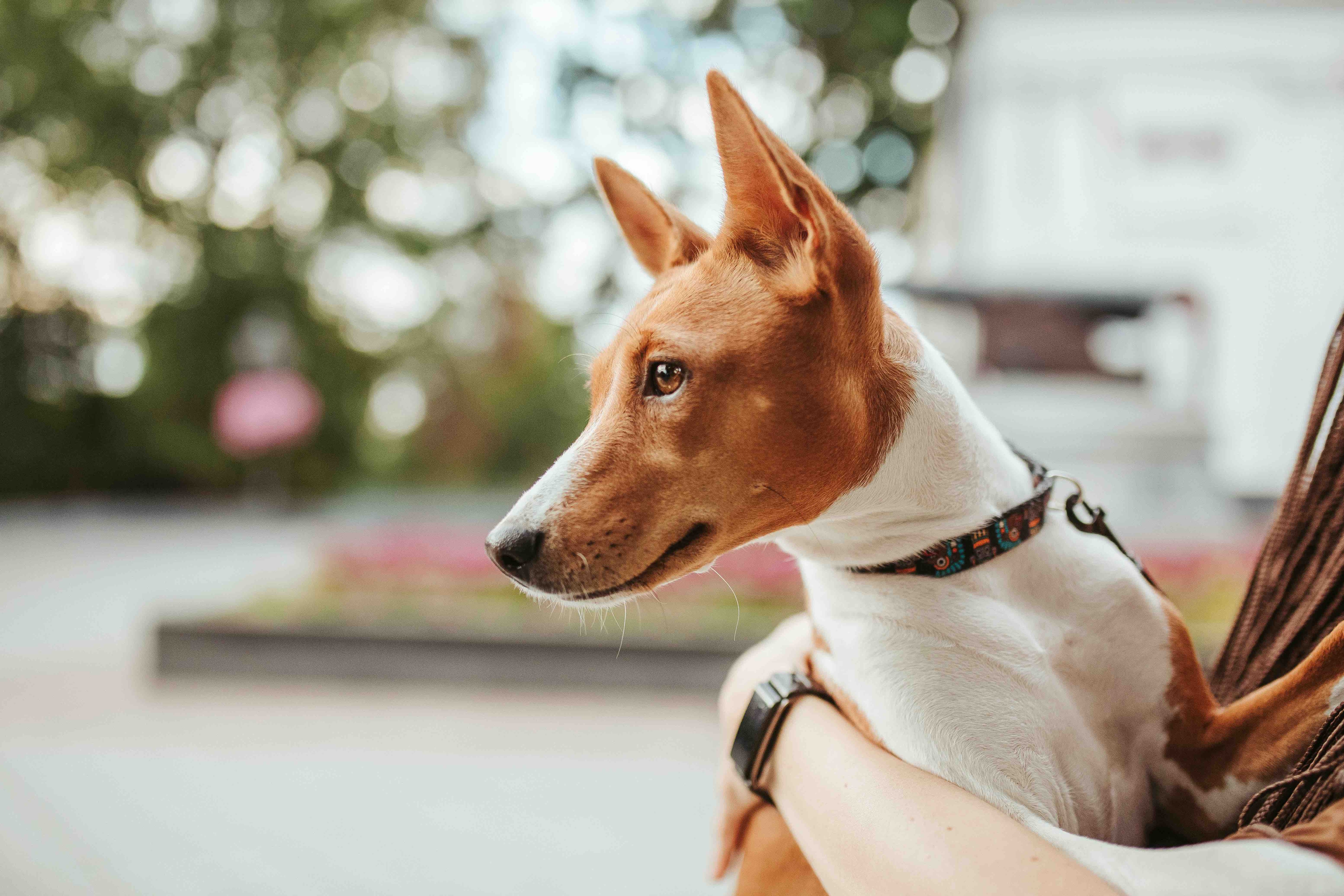 brown and white basenji close-up being held by a person
