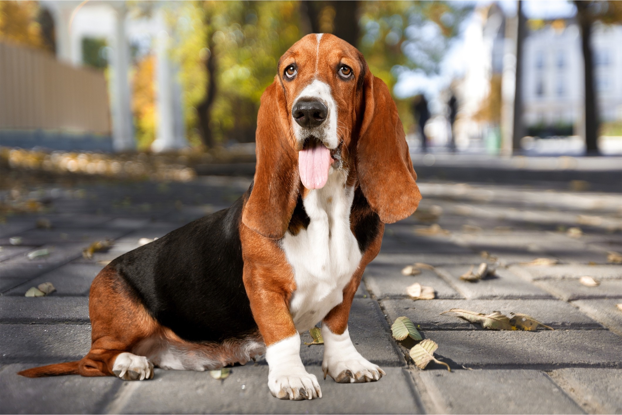 tricolor basset hound sitting on sidewalk shallow focus